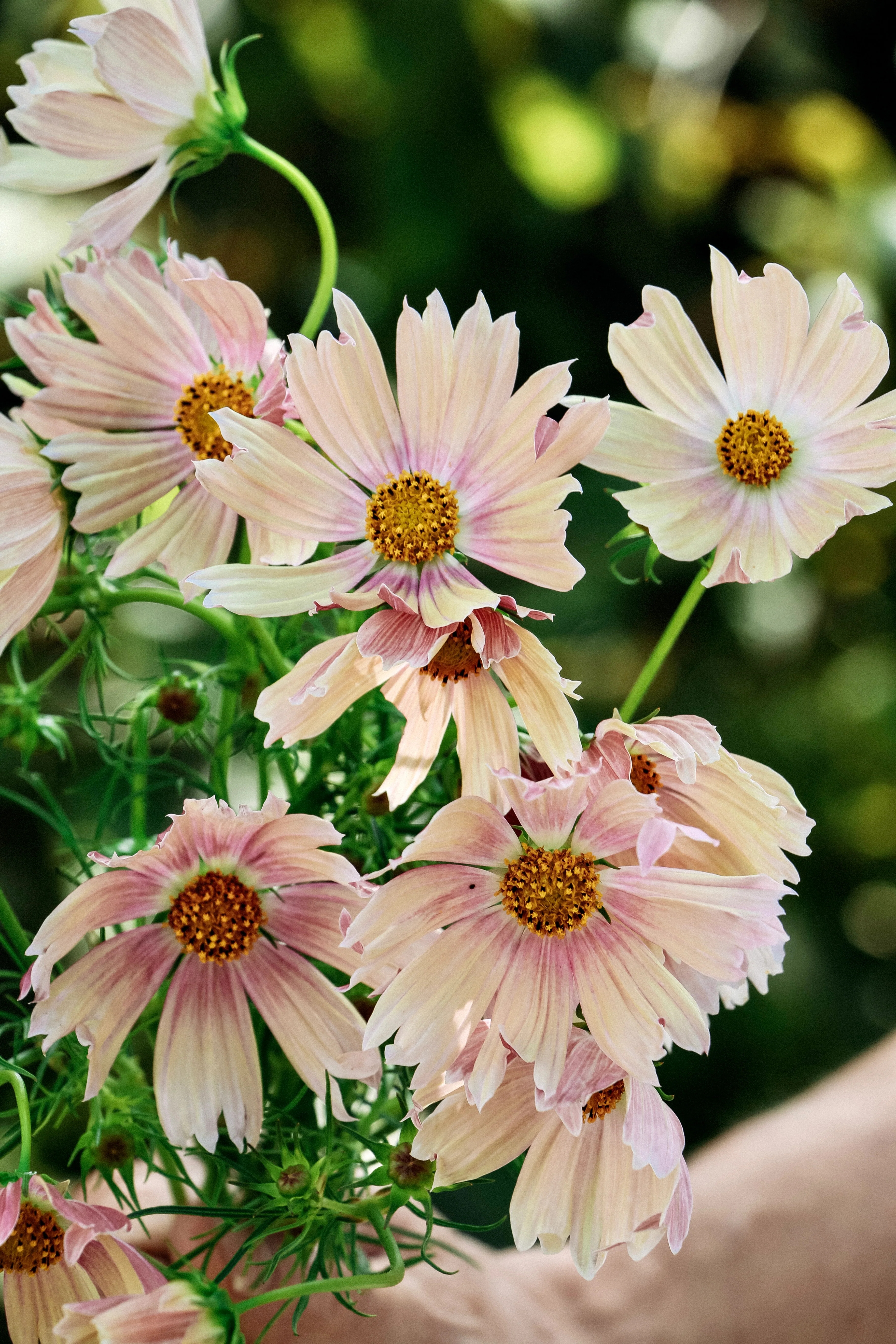 Cosmos bipinnatus 'Apricot Lemonade' - Image 3