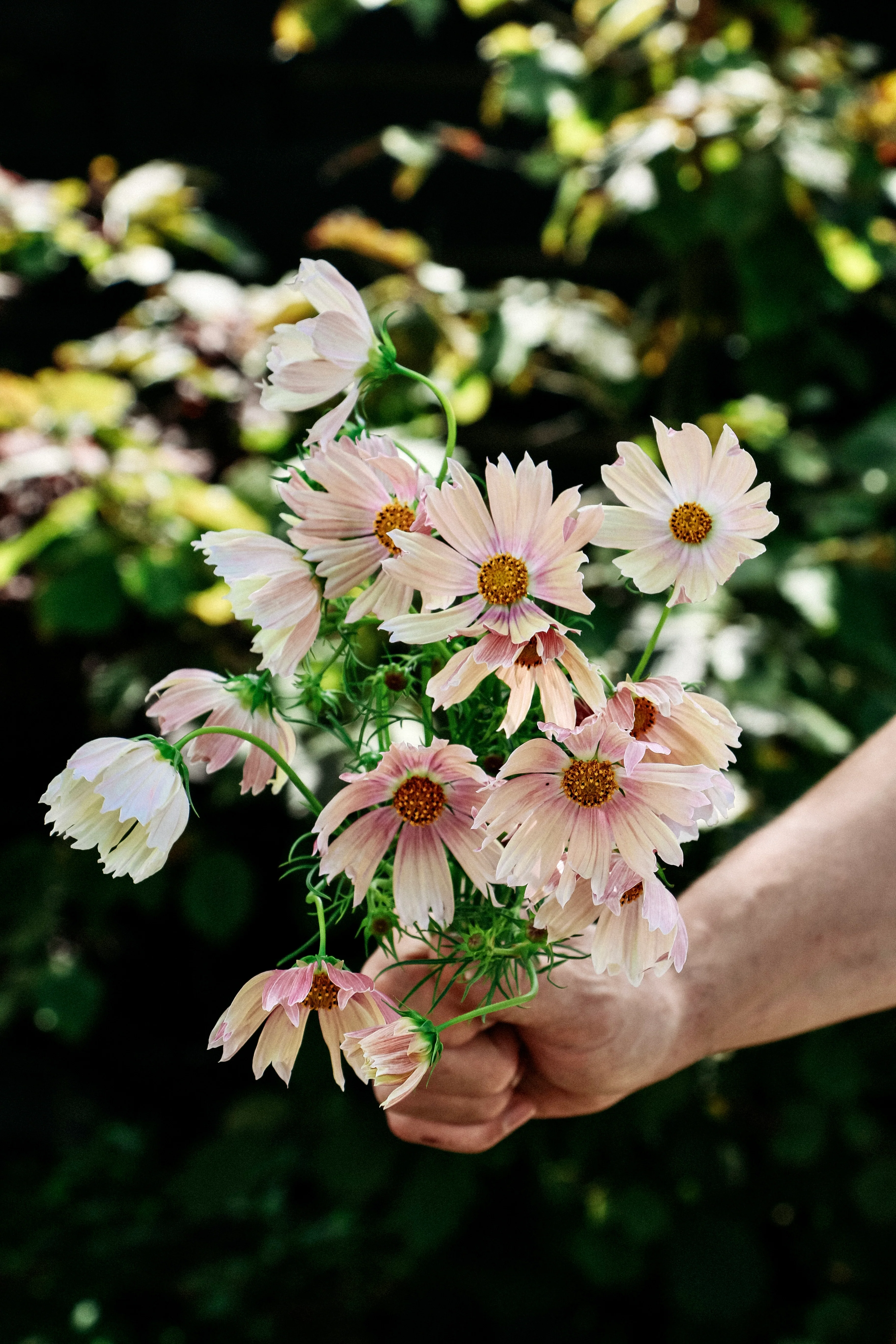 Cosmos bipinnatus 'Apricot Lemonade' - Image 4