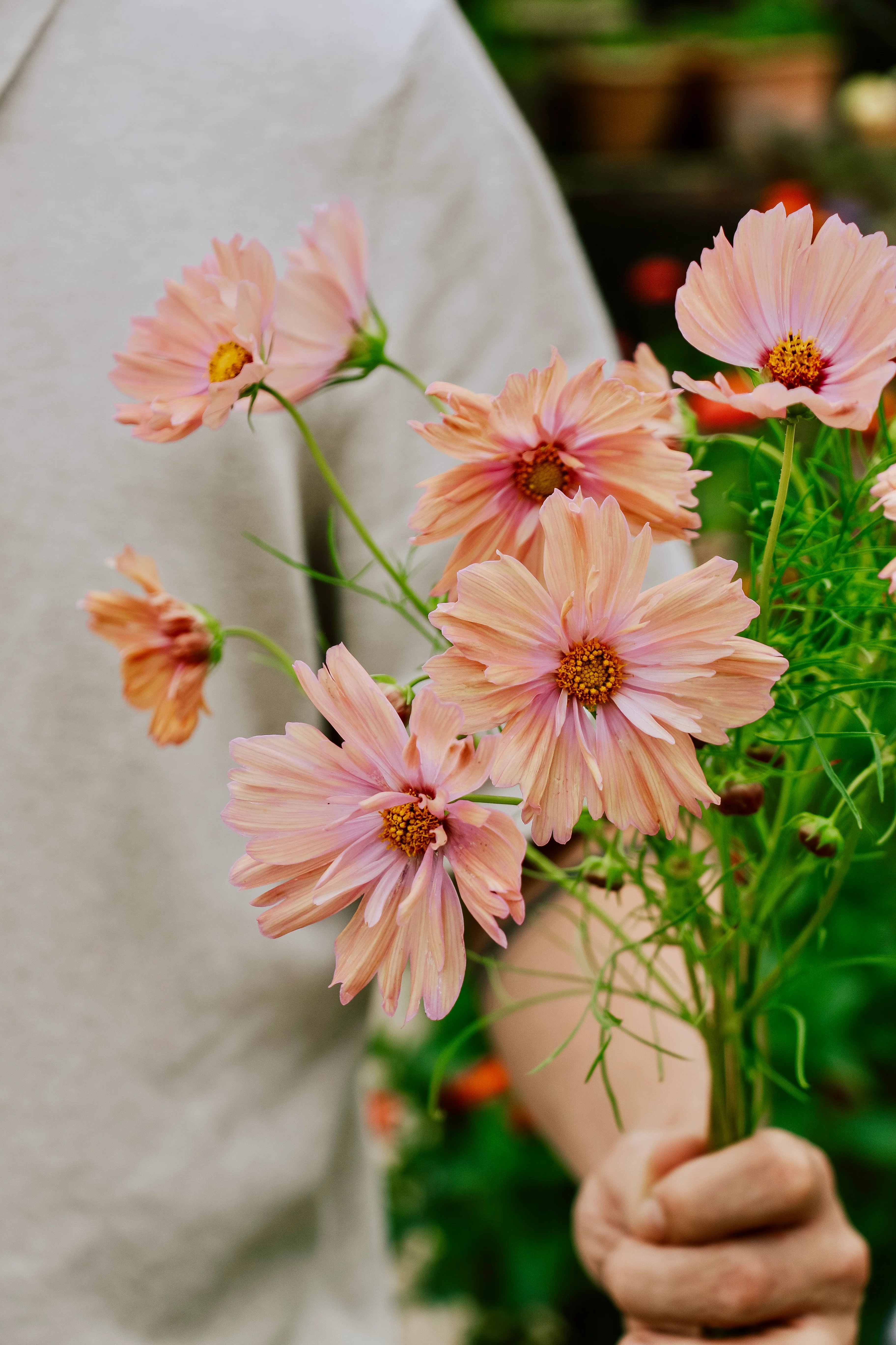 Plukpakket: Cosmos - Image 2