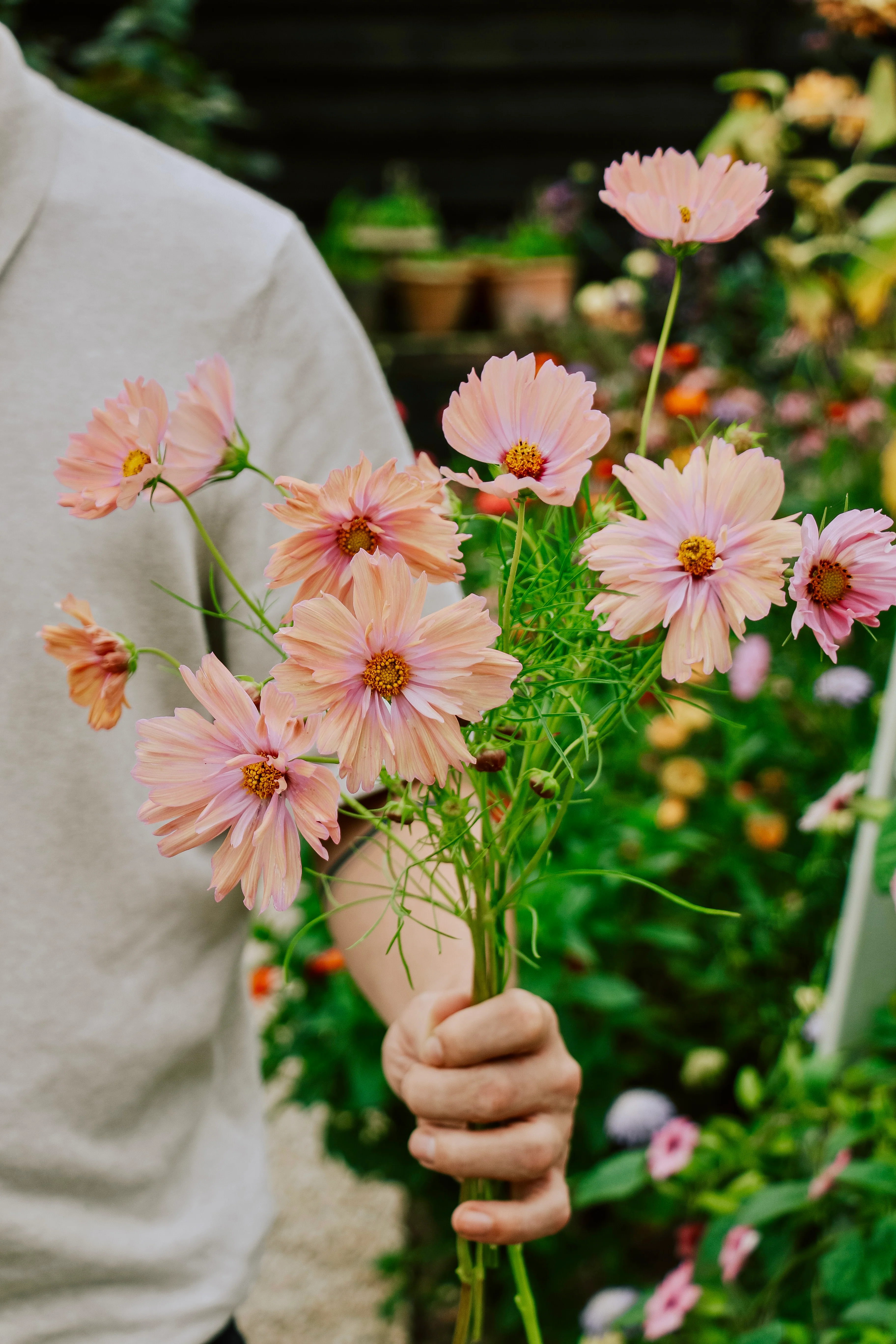 Cosmos bipinnatus 'Apricotta' - Image 3