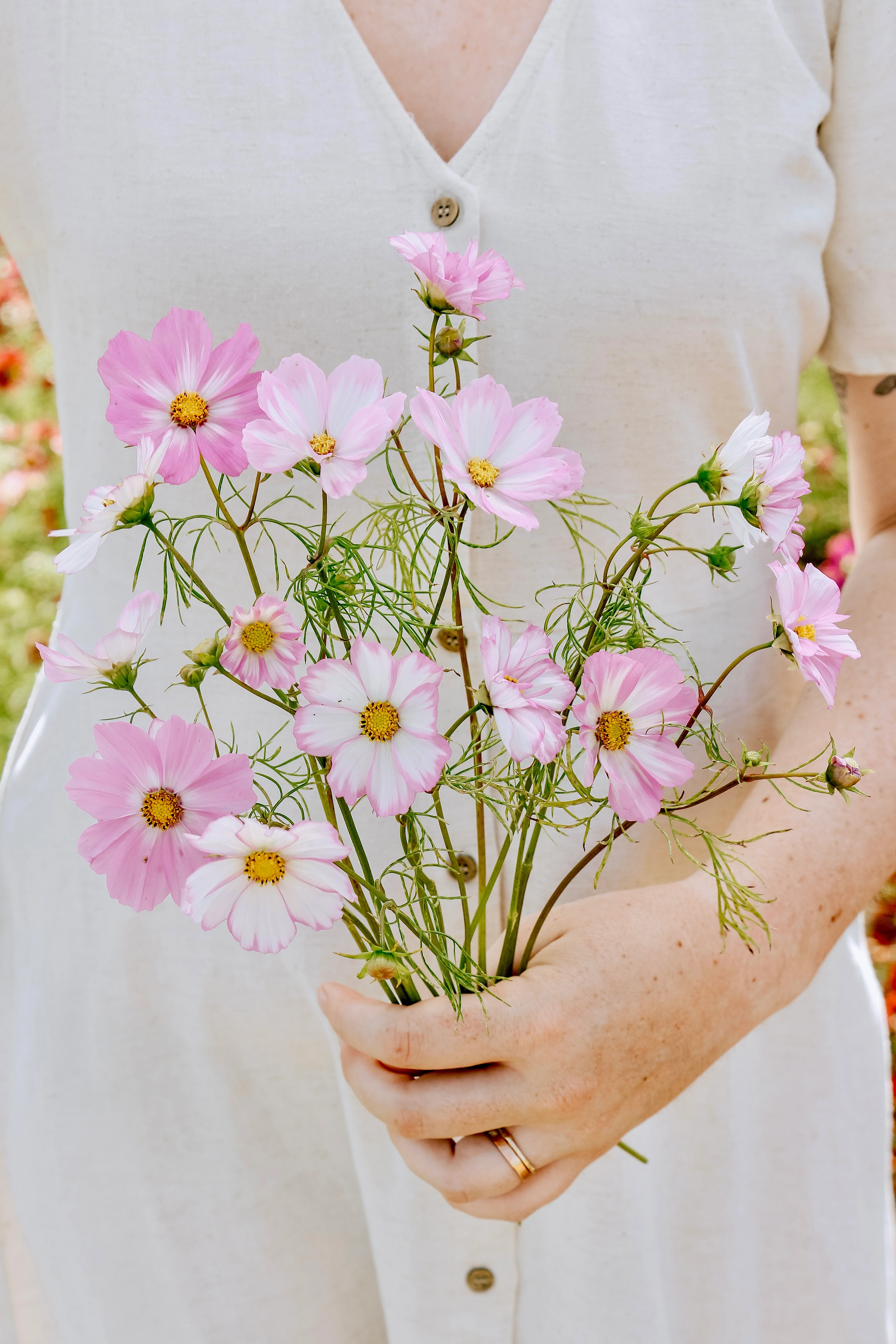 Cosmos bipinnatus 'Cosimo Collarette'