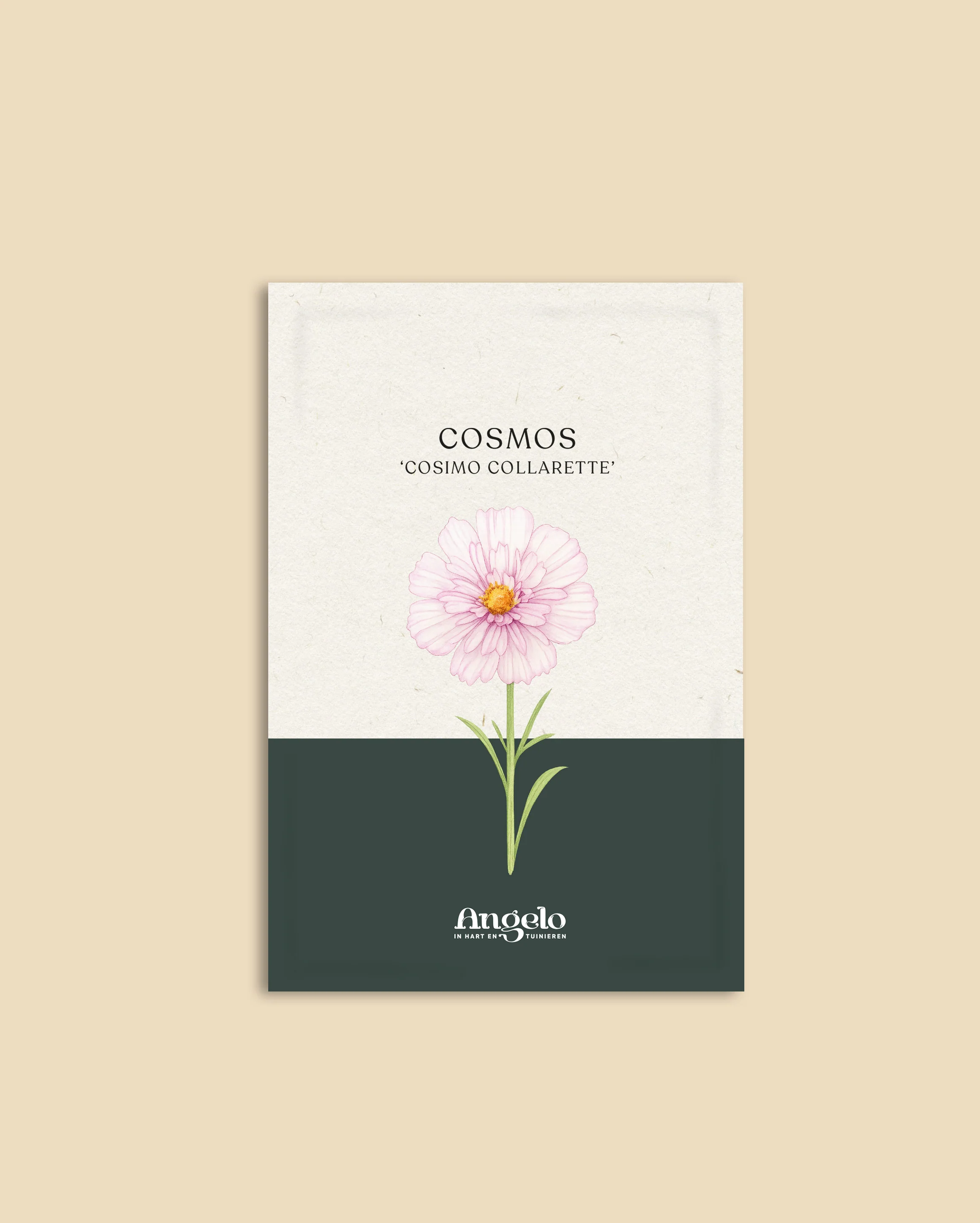 Cosmos bipinnatus 'Cosimo Collarette' - Image 2