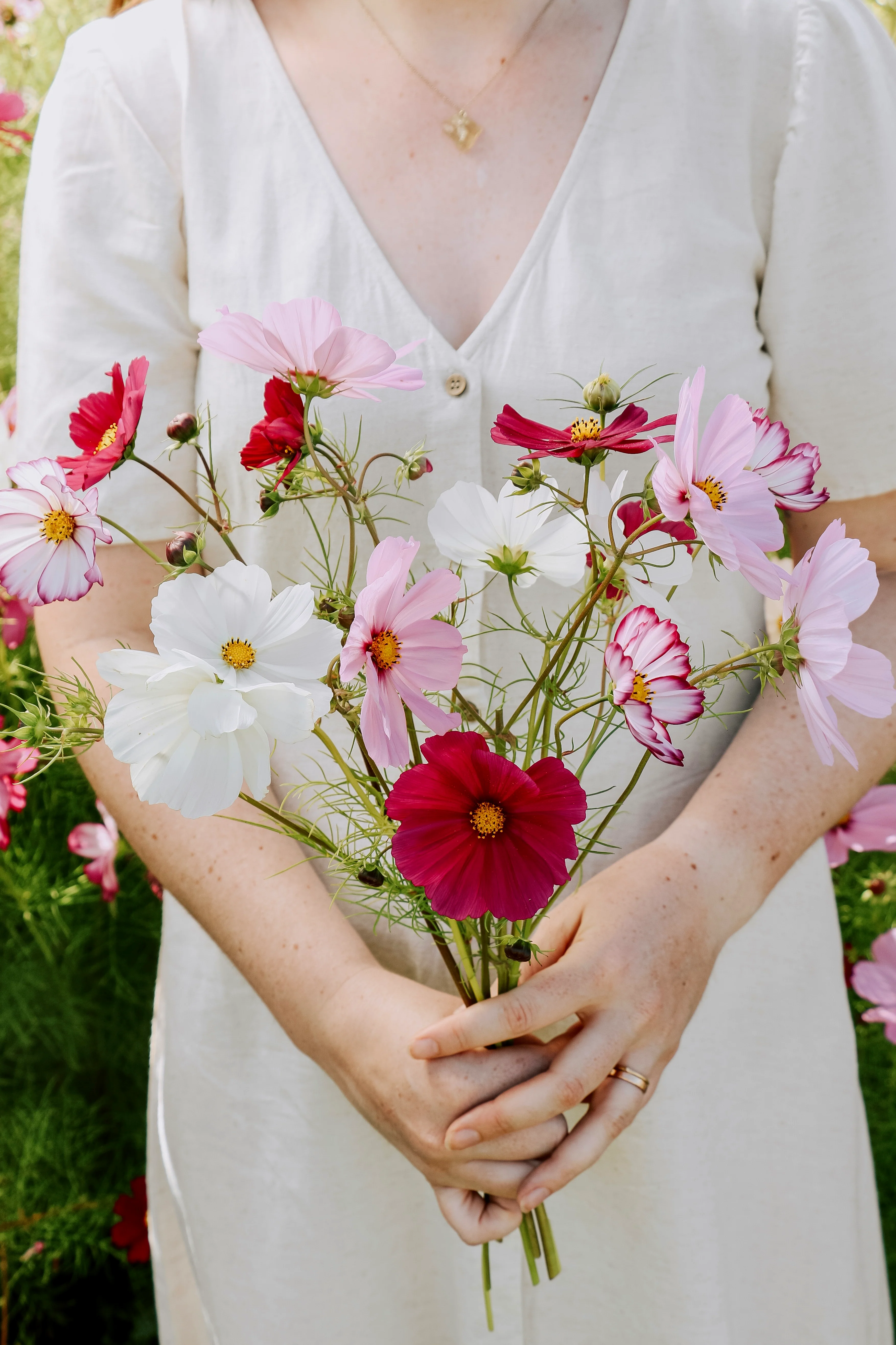 Cosmos bipinnatus 'Cottage Mix'