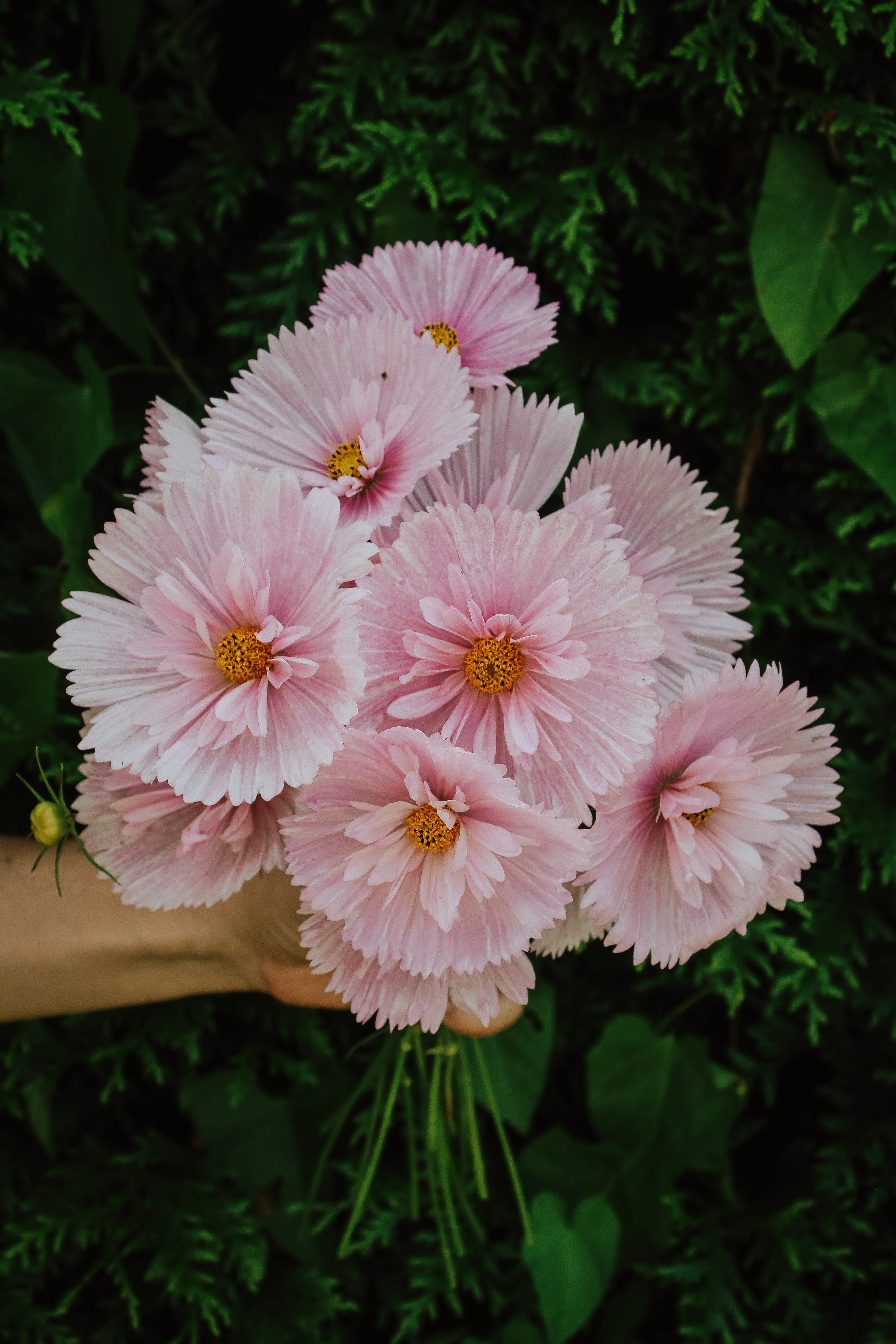 Plukpakket: Cosmos - Image 5