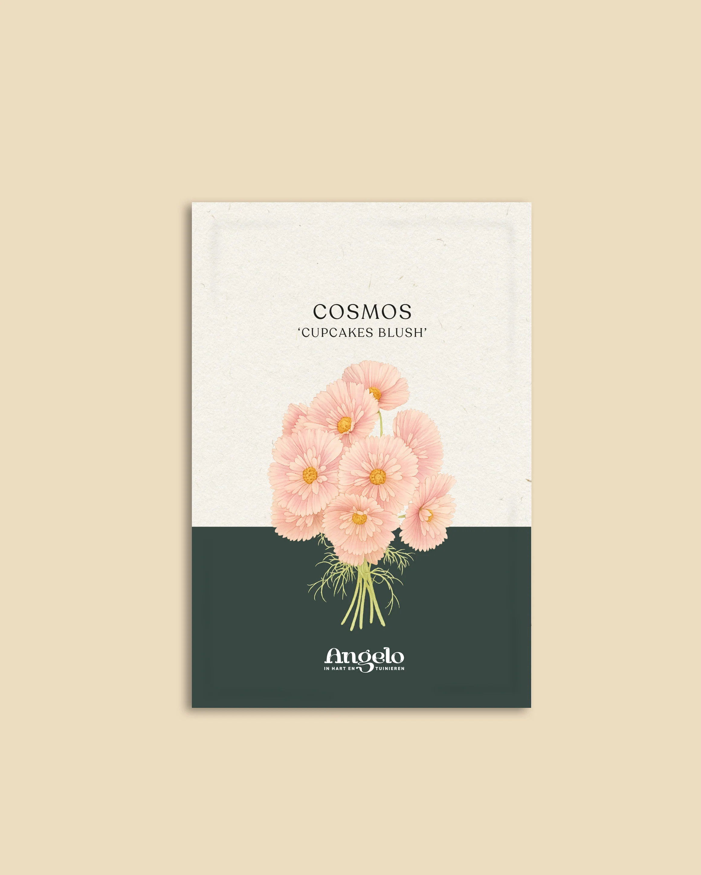 Cosmos bipinnatus 'Cupcakes Blush' - Image 2