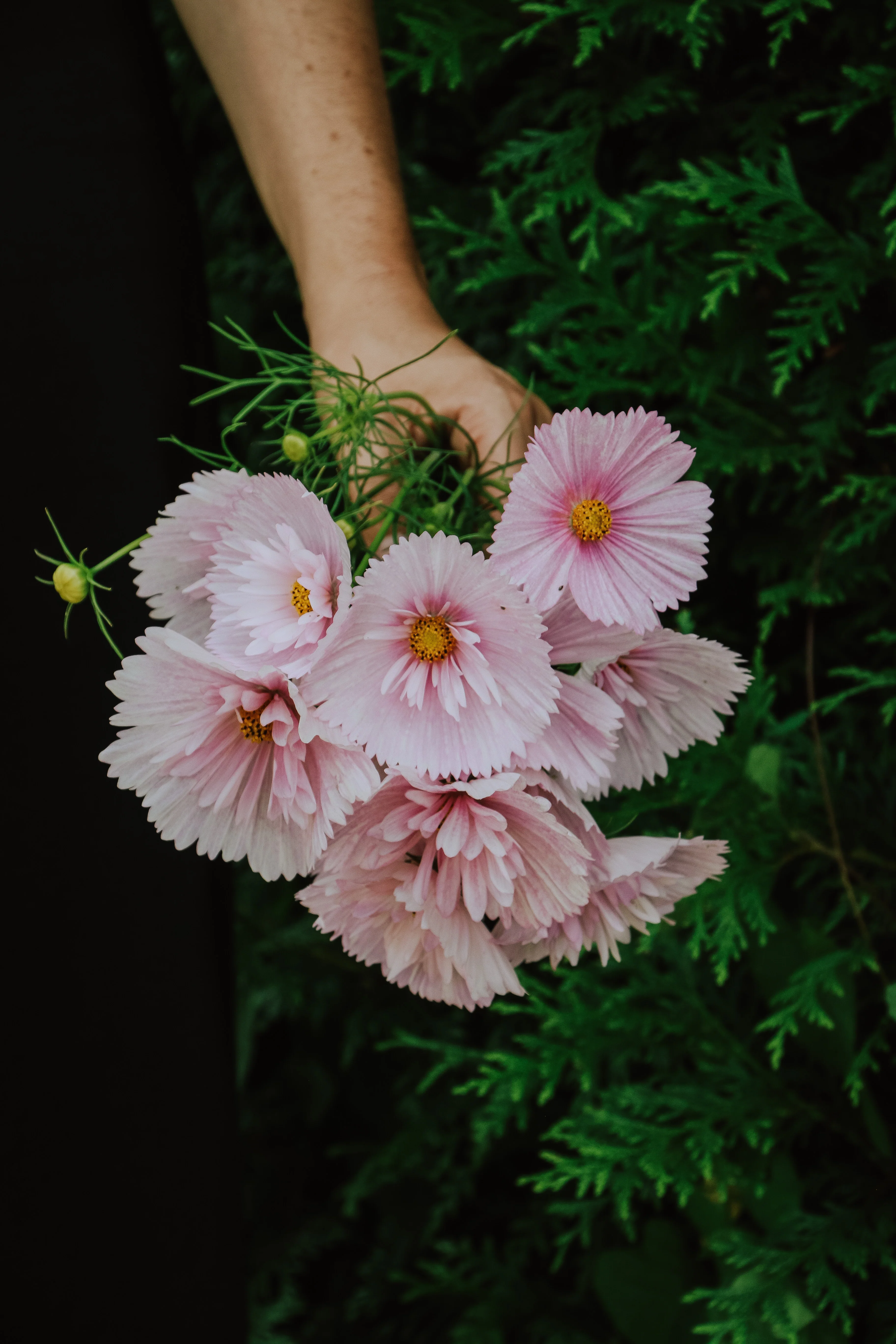 Cosmos bipinnatus 'Cupcakes Blush' - Image 3