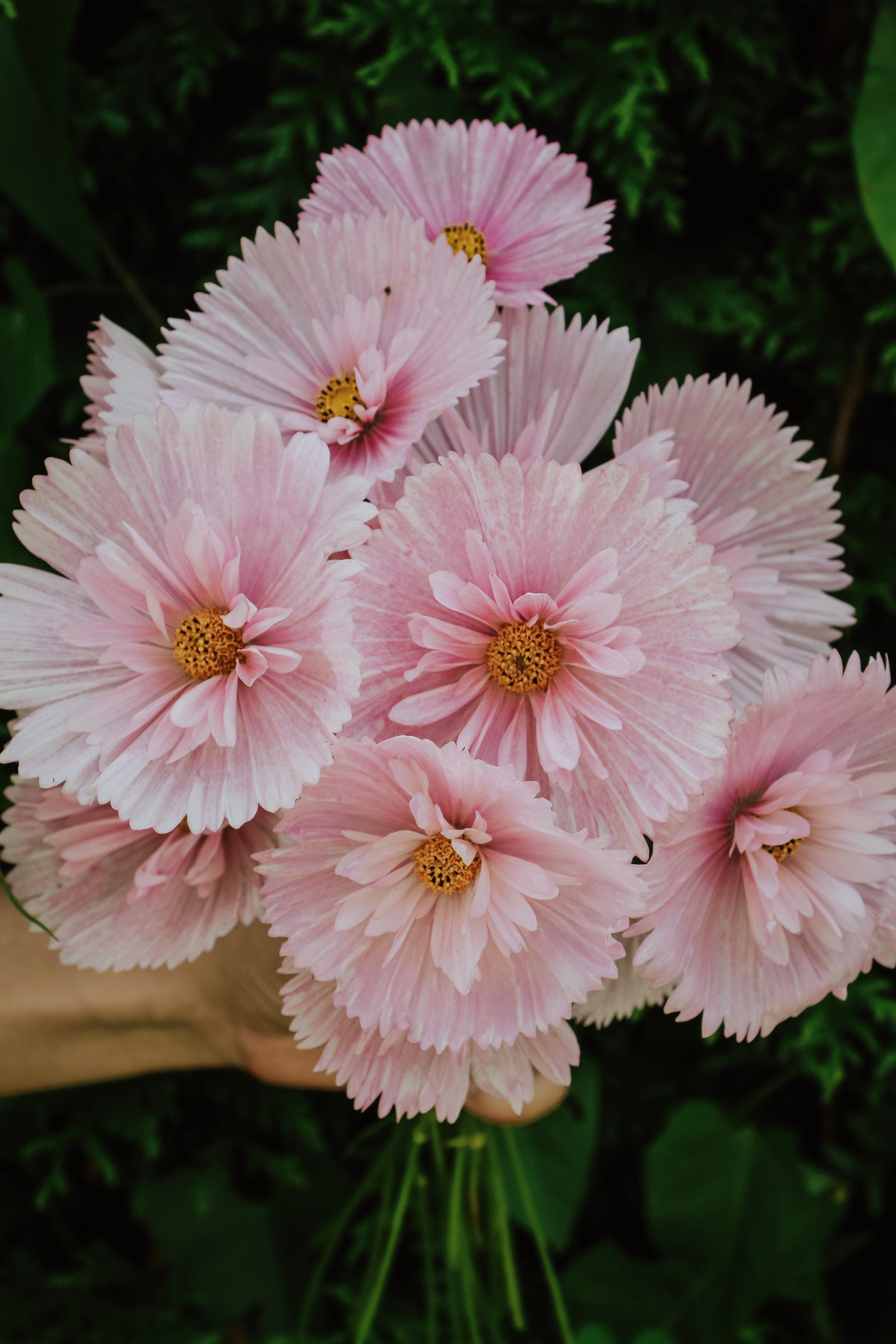 Cosmos bipinnatus 'Cupcakes Blush' - Image 4