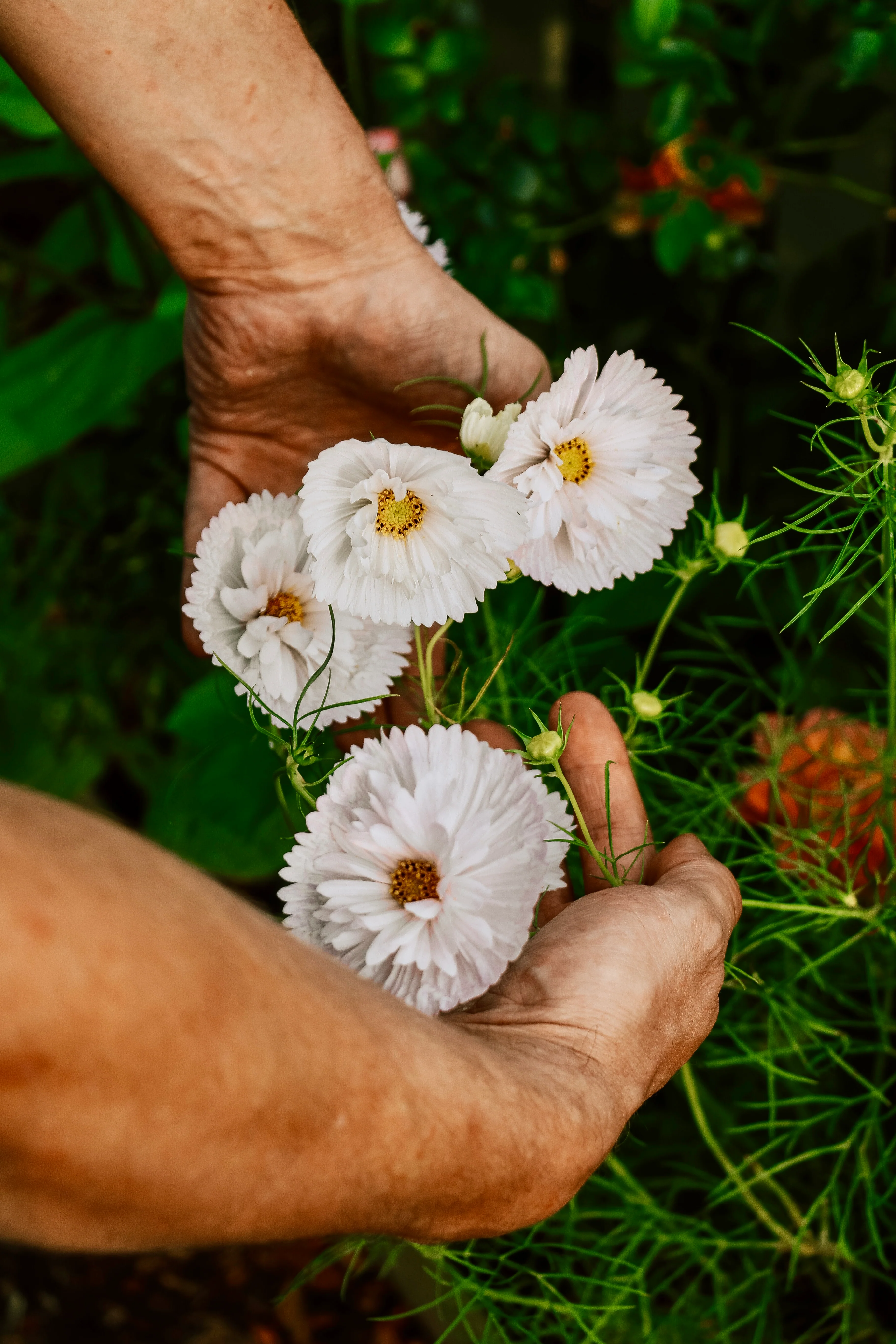 Cosmos bipinnatus 'Cupcakes White' - Image 3