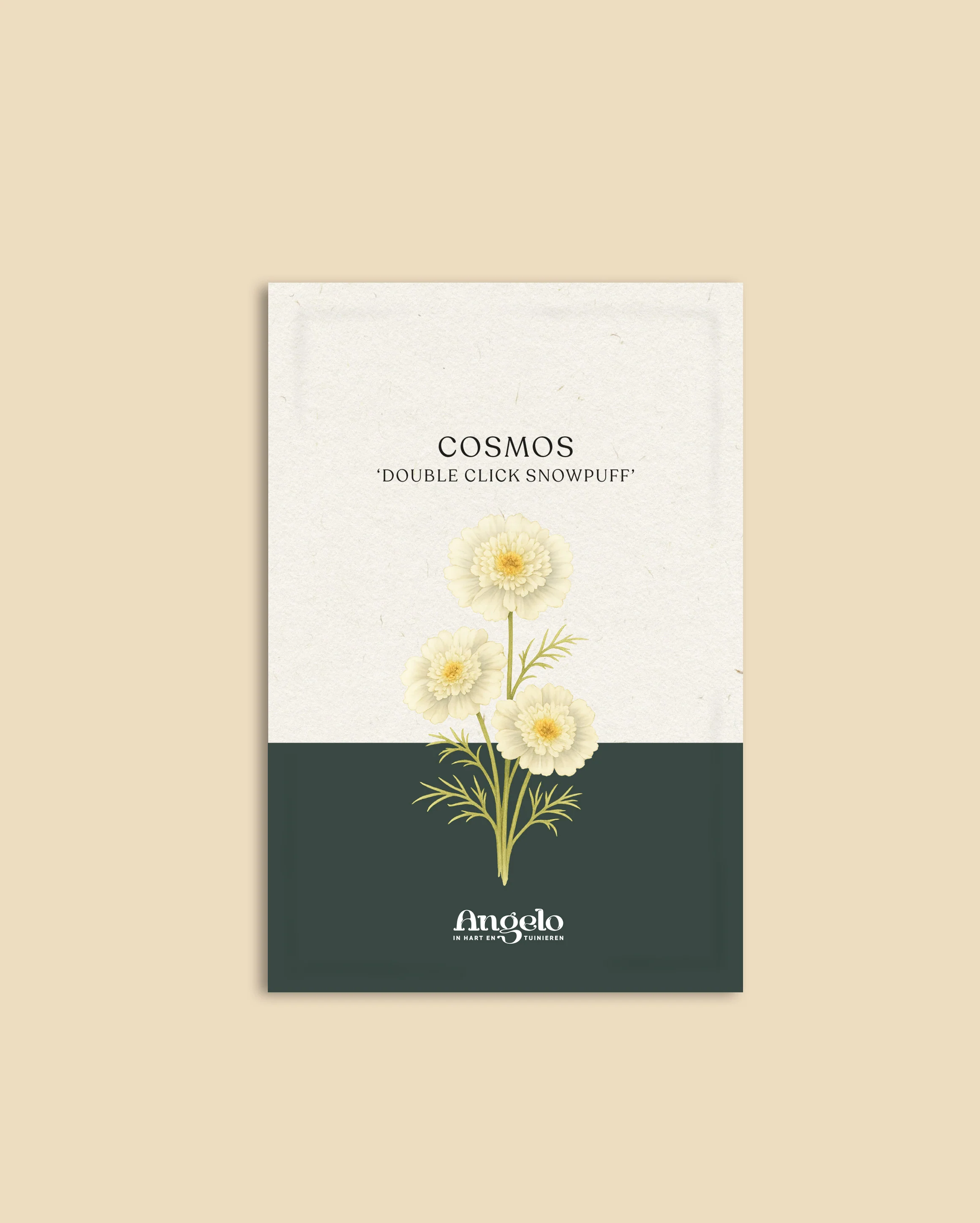 Cosmos bipinnatus 'Double Click Snowpuff' - Image 2