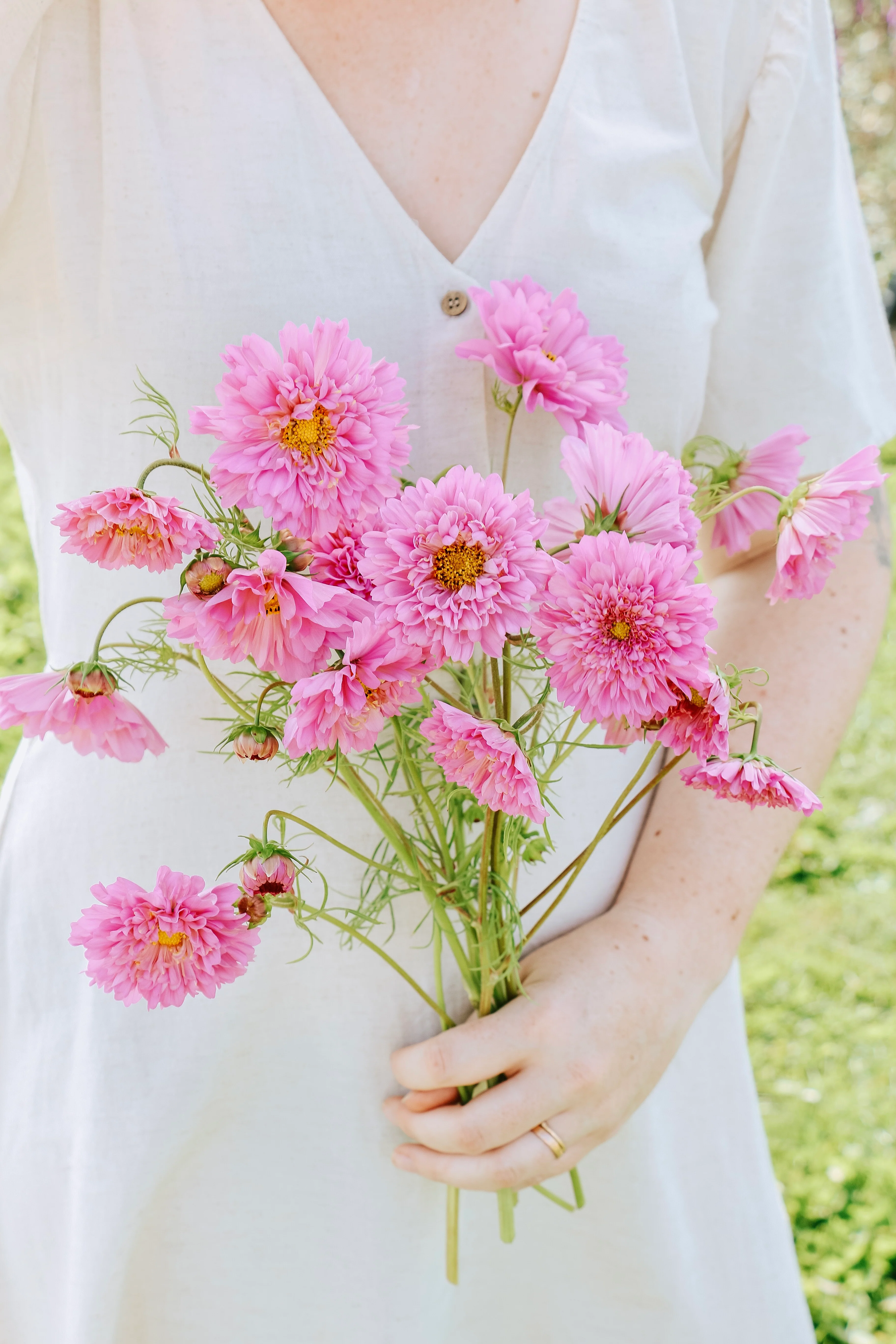 Cosmos bipinnatus 'Double Dutch Rose'