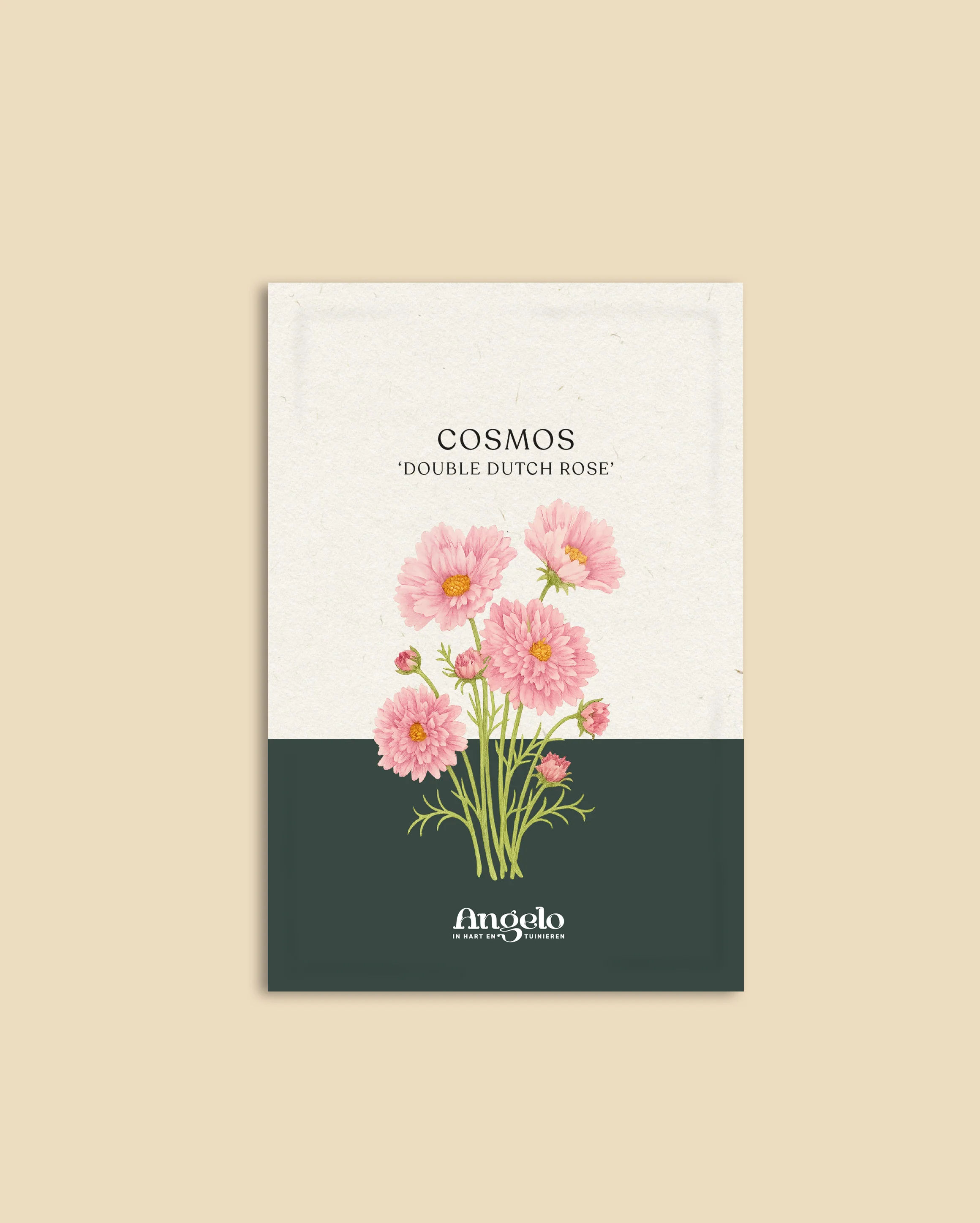 Cosmos bipinnatus 'Double Dutch Rose' - Image 2