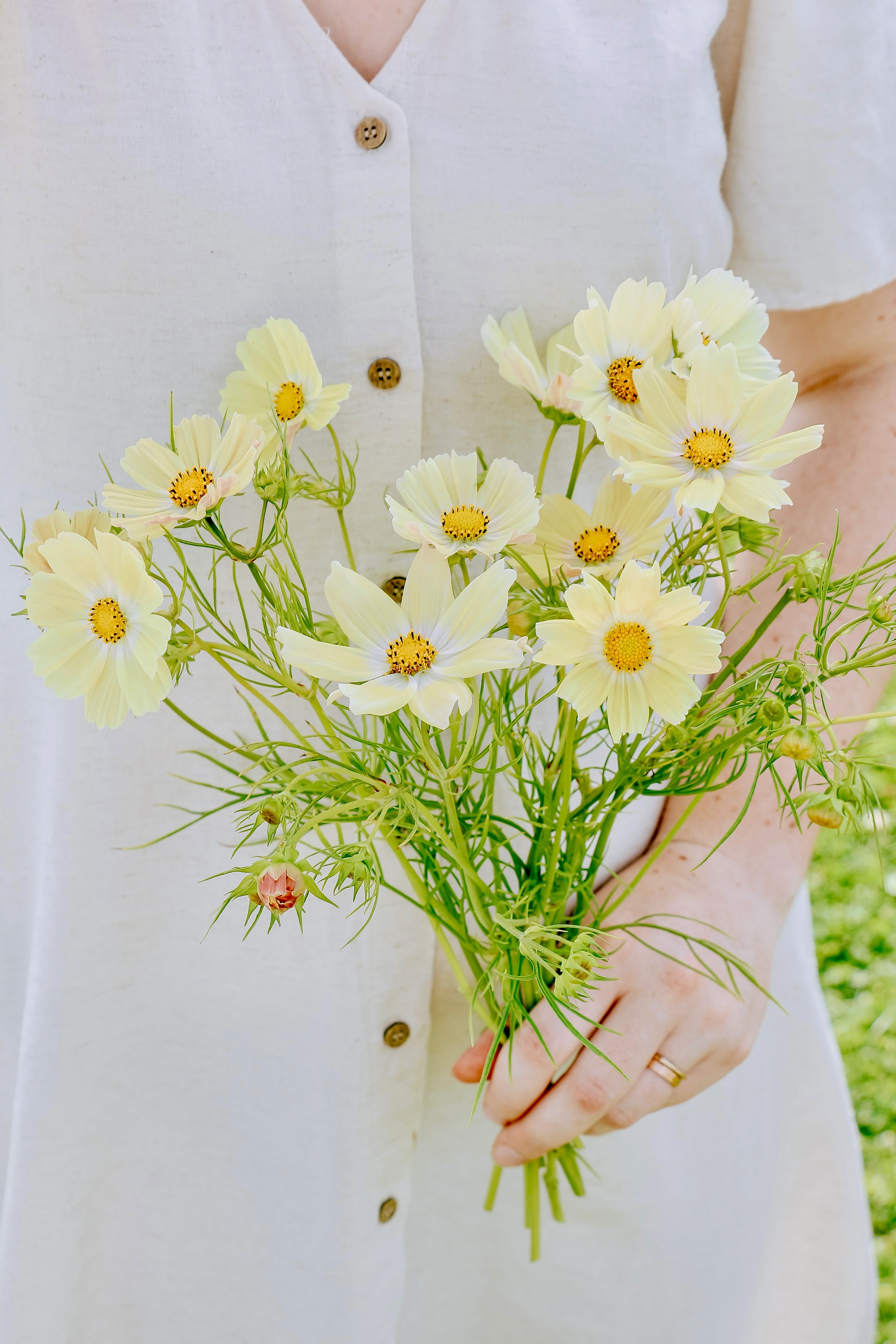 Cosmos bipinnatus 'Kiiro'