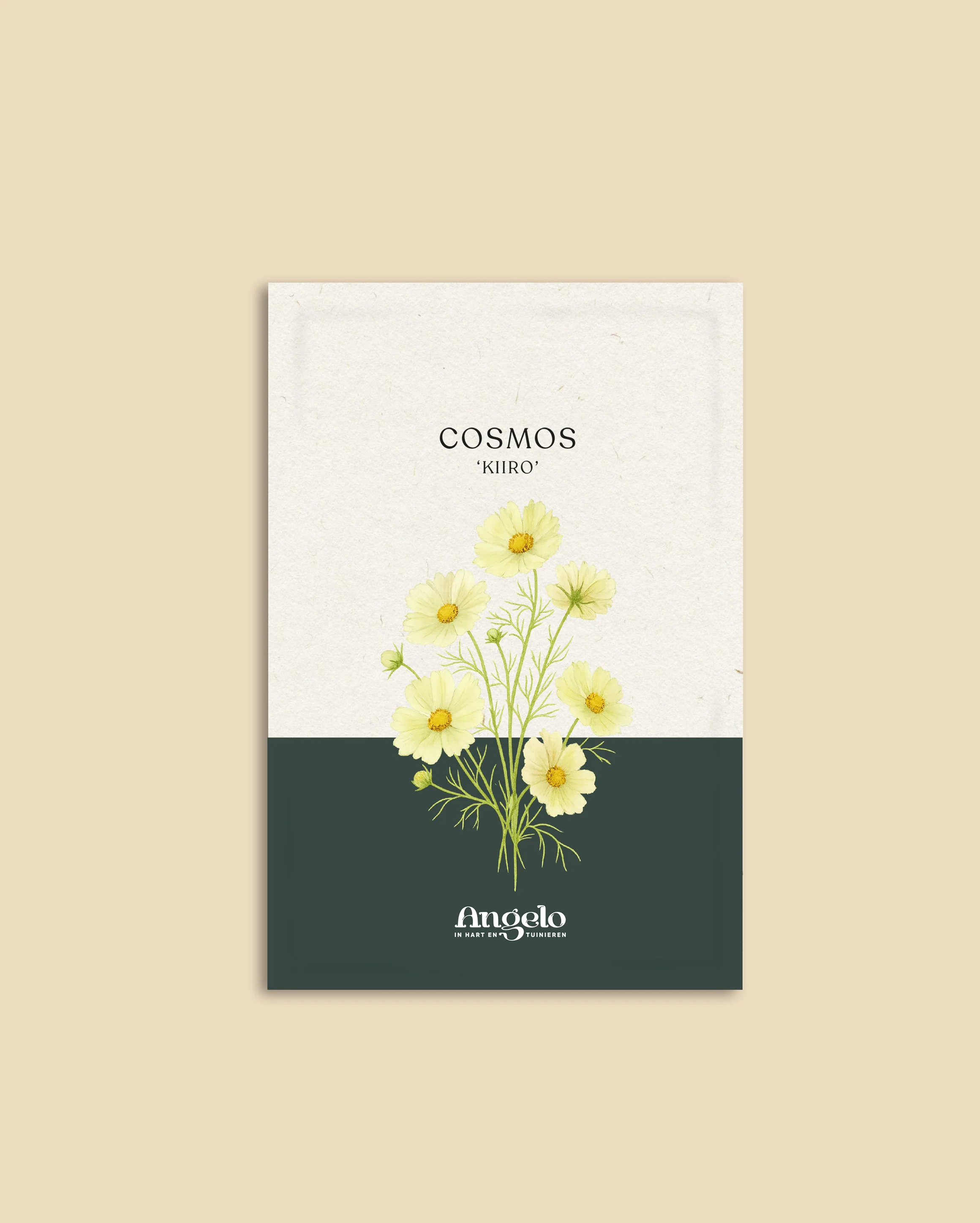 Cosmos bipinnatus 'Kiiro' - Image 2