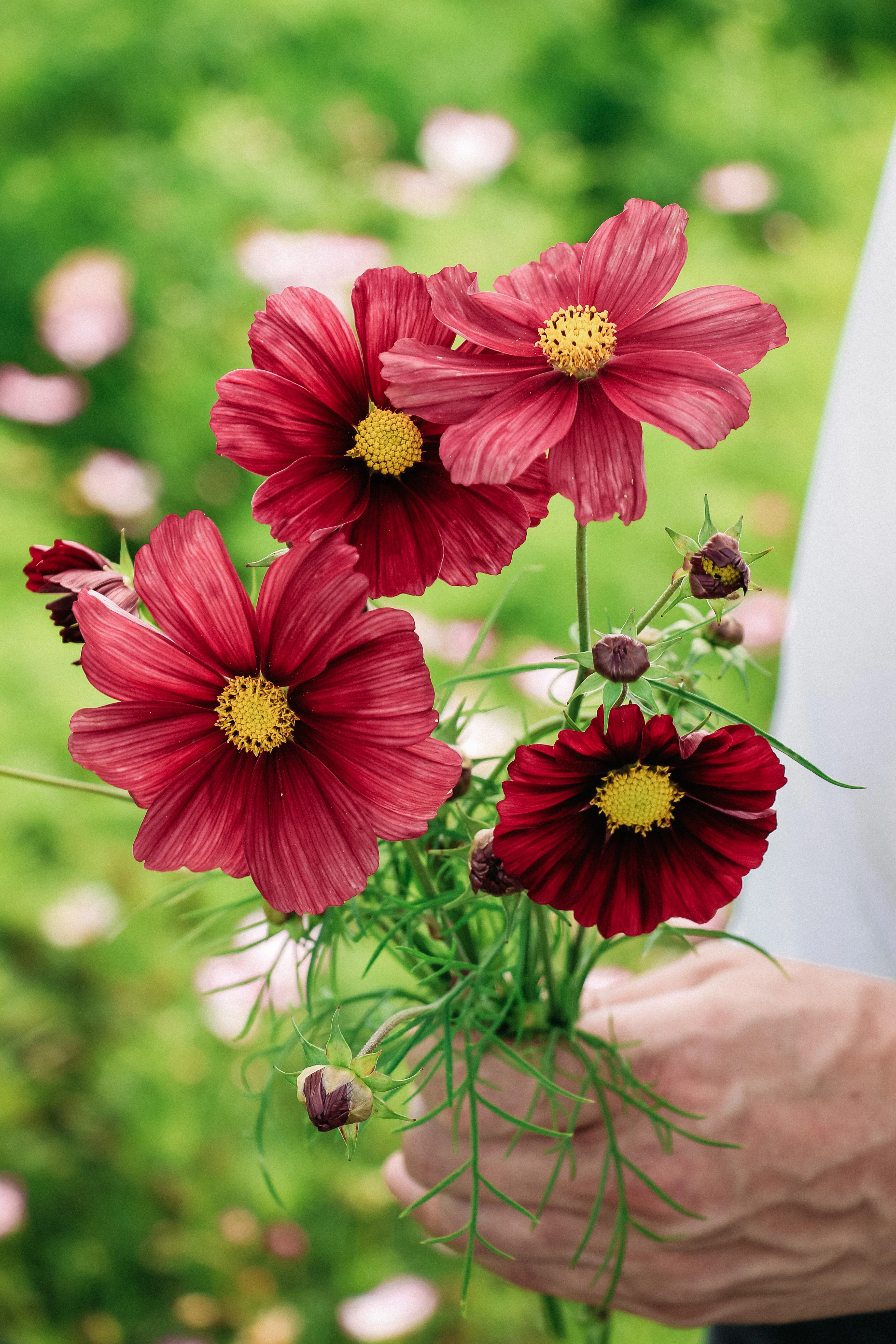 Cosmos bipinnatus 'Rubinato' - Image 3