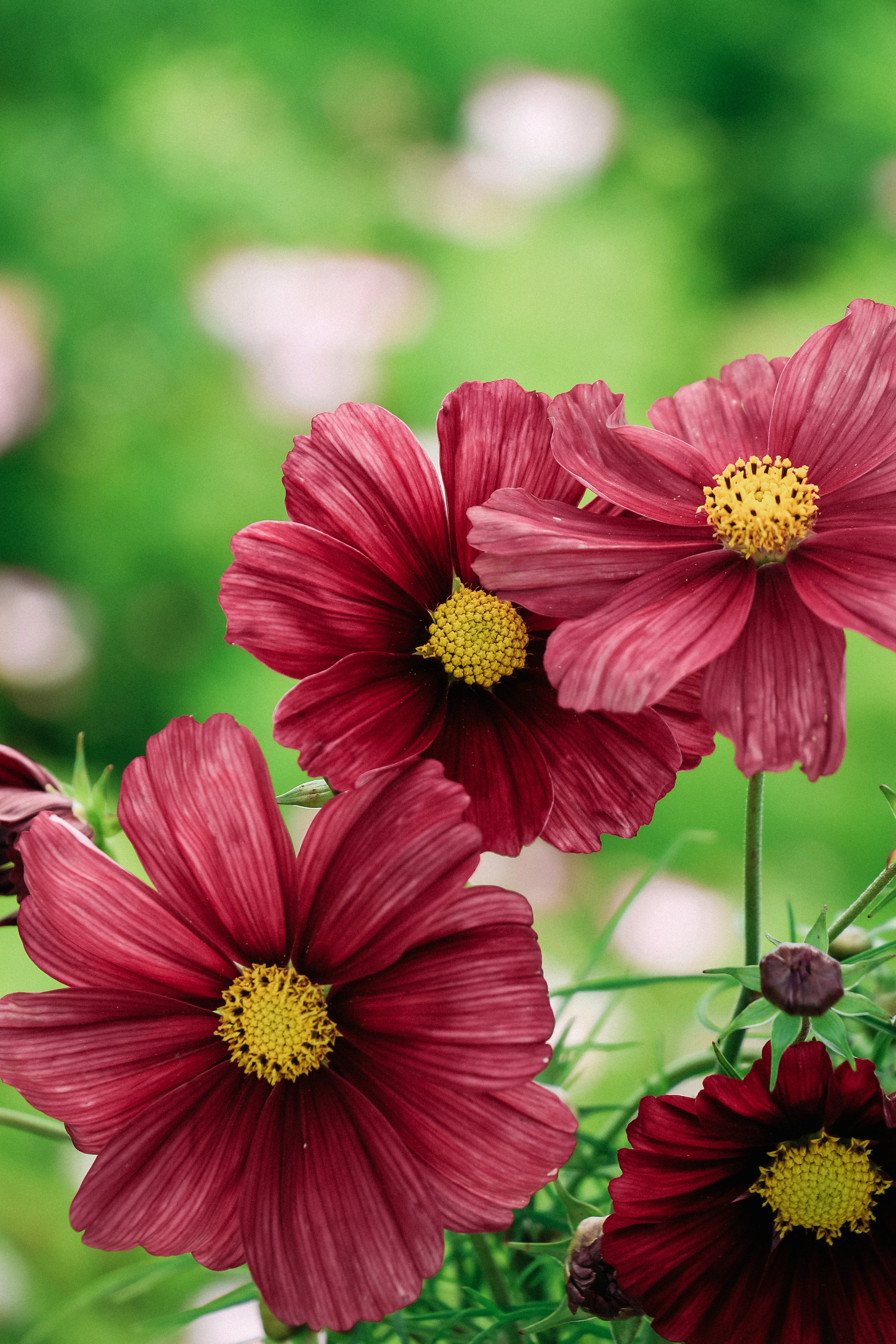 Cosmos bipinnatus 'Rubinato' - Image 4
