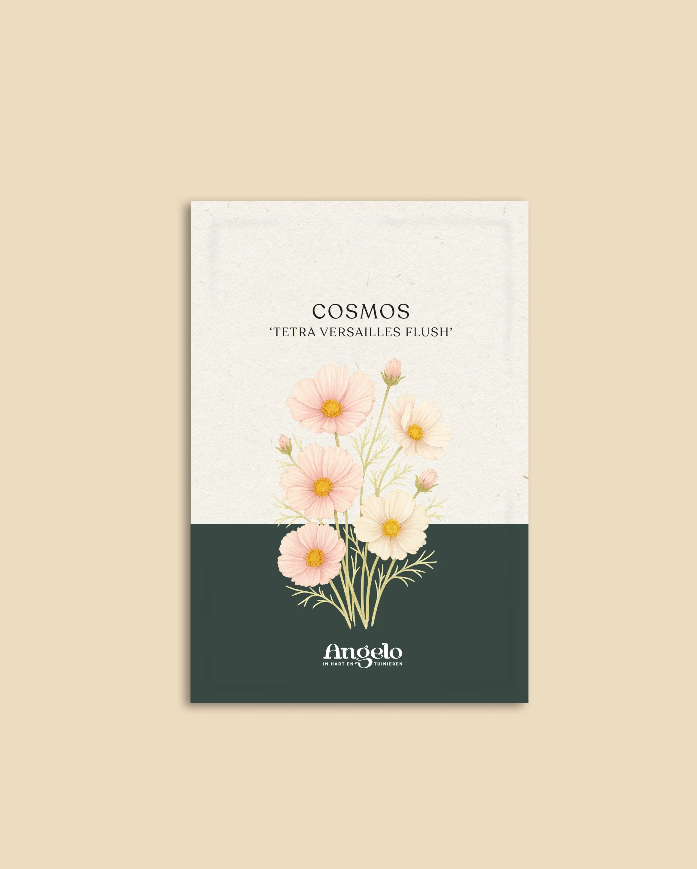 Cosmos bipinnatus 'Tetra Versailles Flush' - Image 2