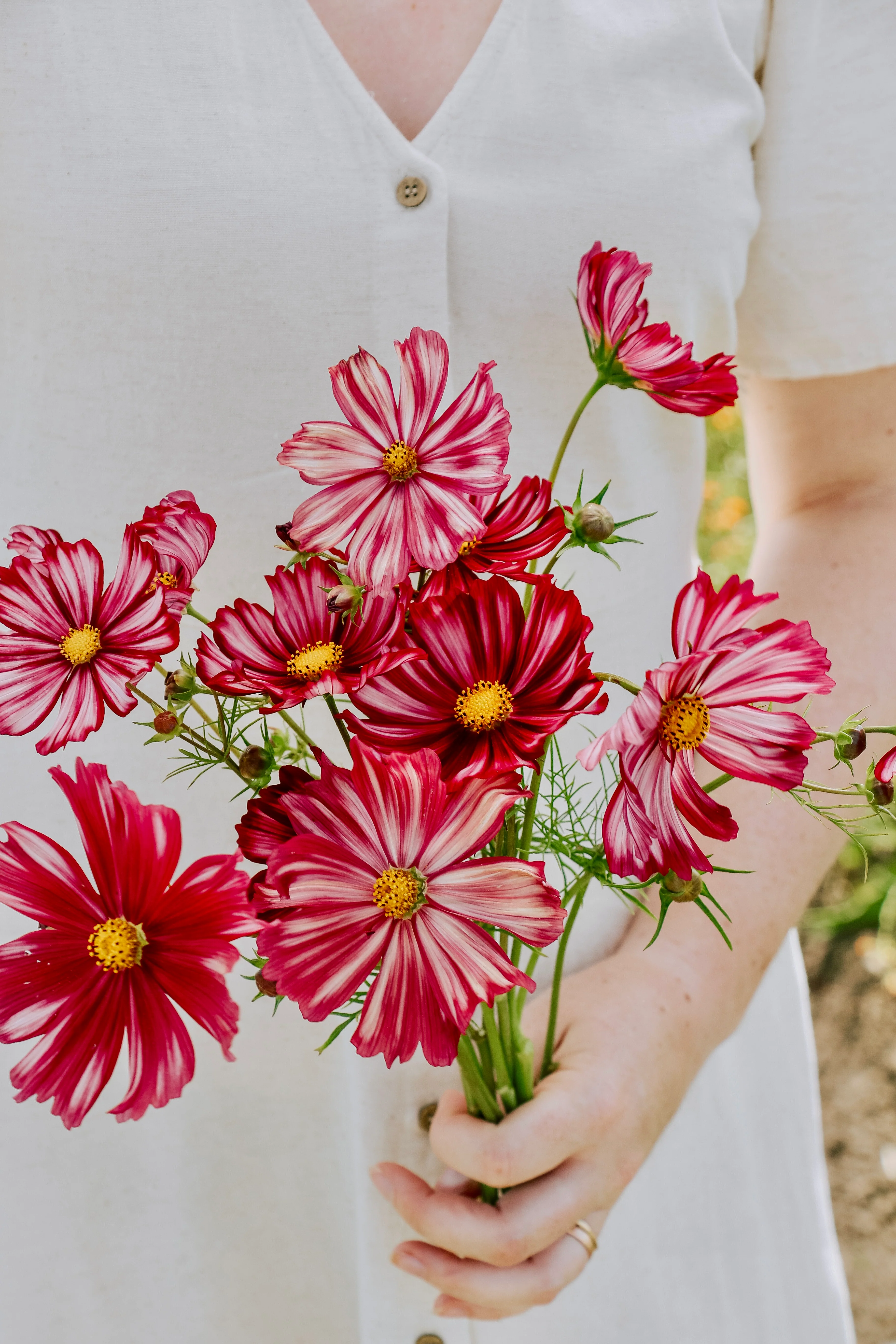 Cosmos bipinnatus 'Velouette'