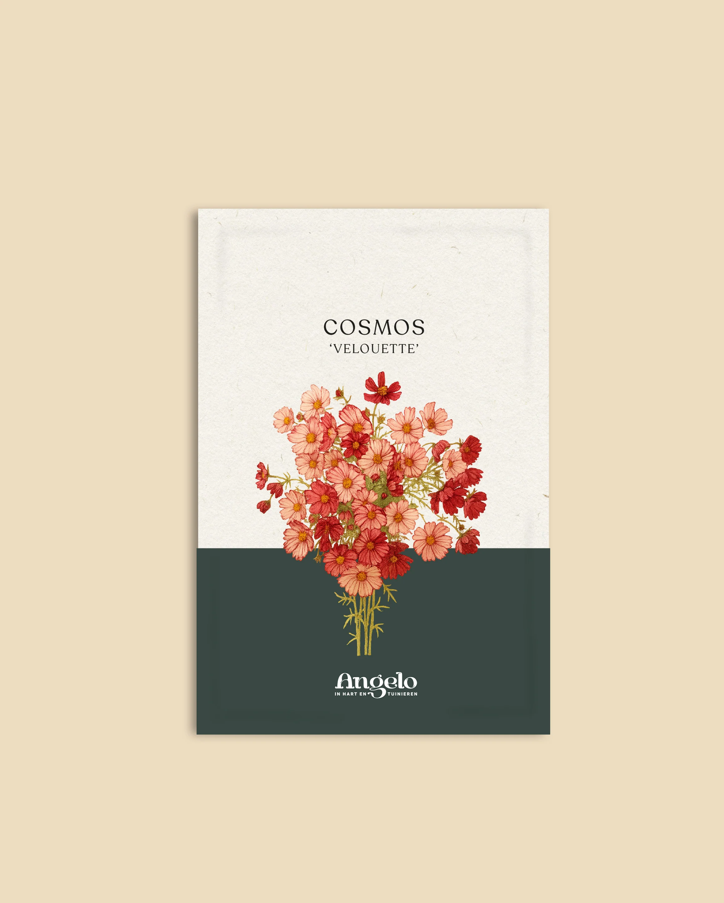 Cosmos bipinnatus 'Velouette' - Image 2