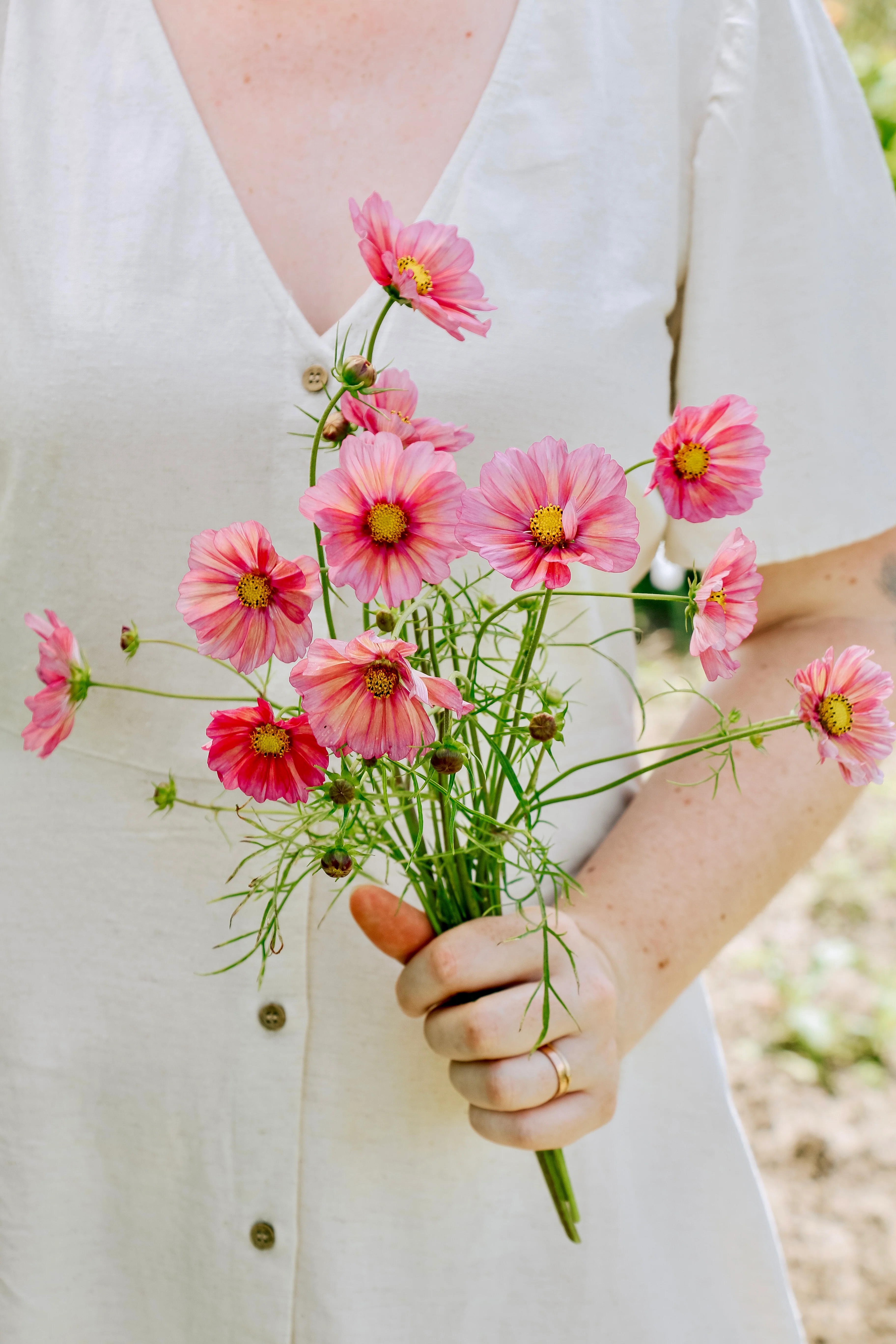 Cosmos bipinnatus 'Xsenia'