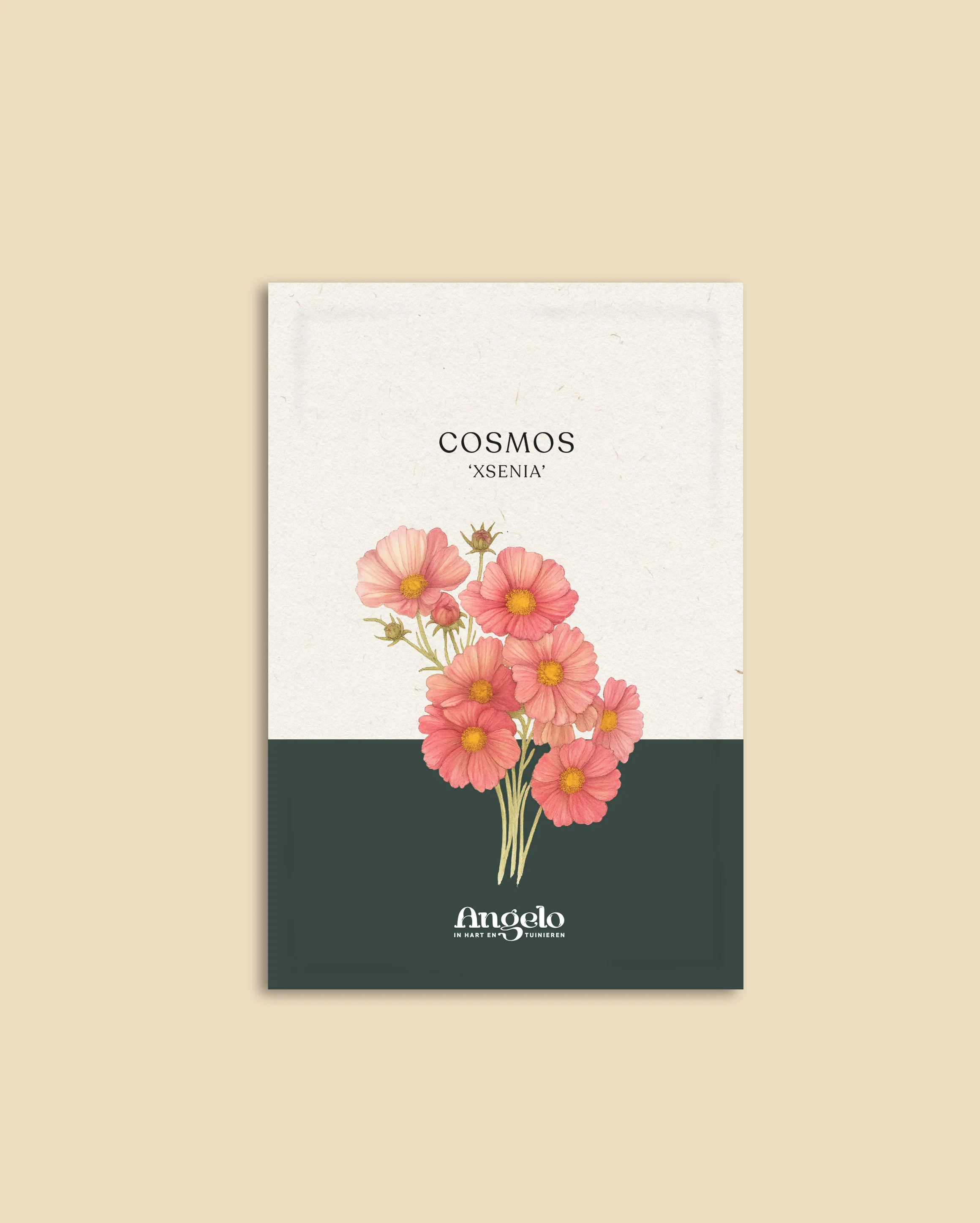 Cosmos bipinnatus 'Xsenia' - Image 2