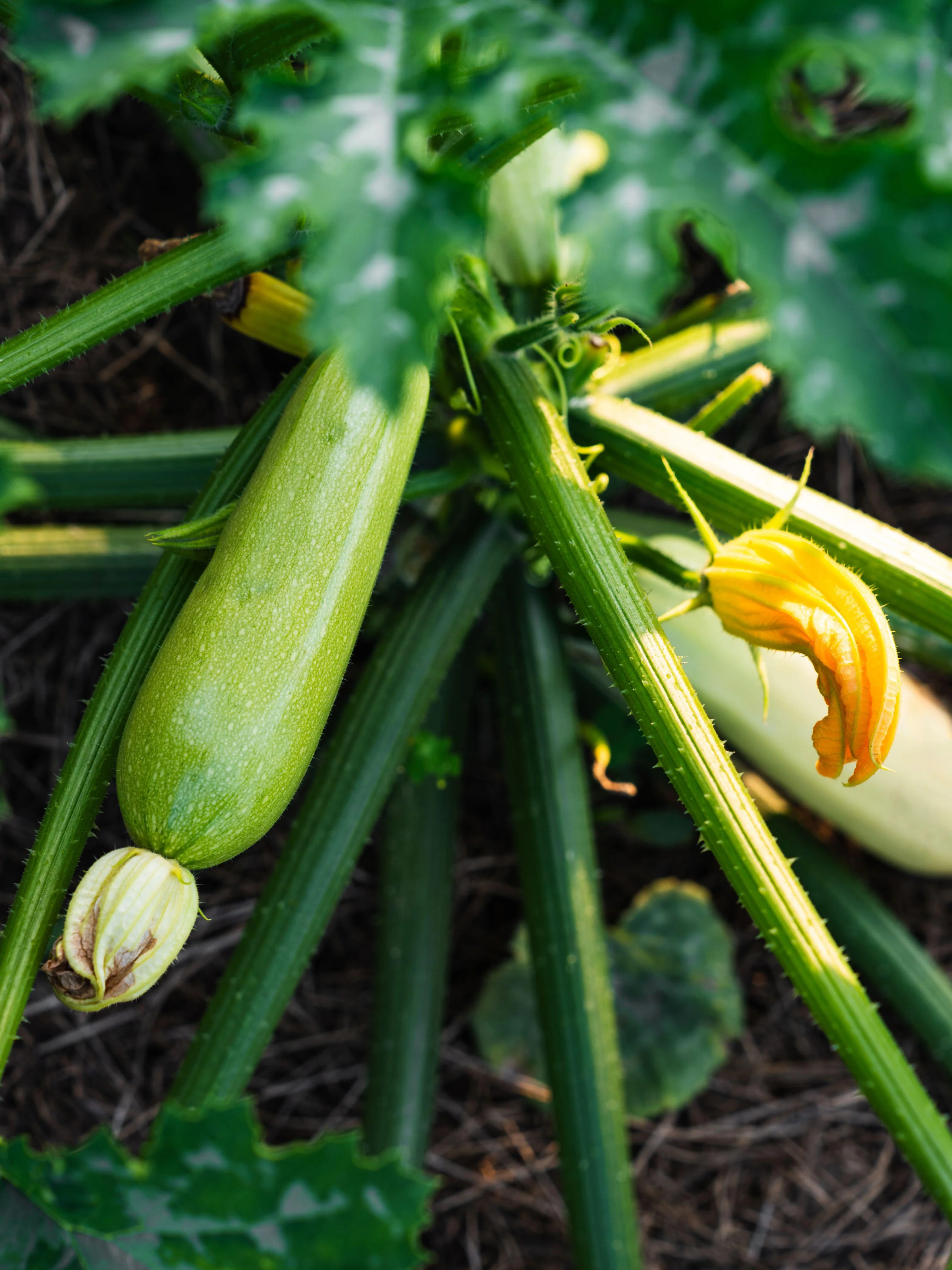 Courgette 'Ortolana Di Faenza'