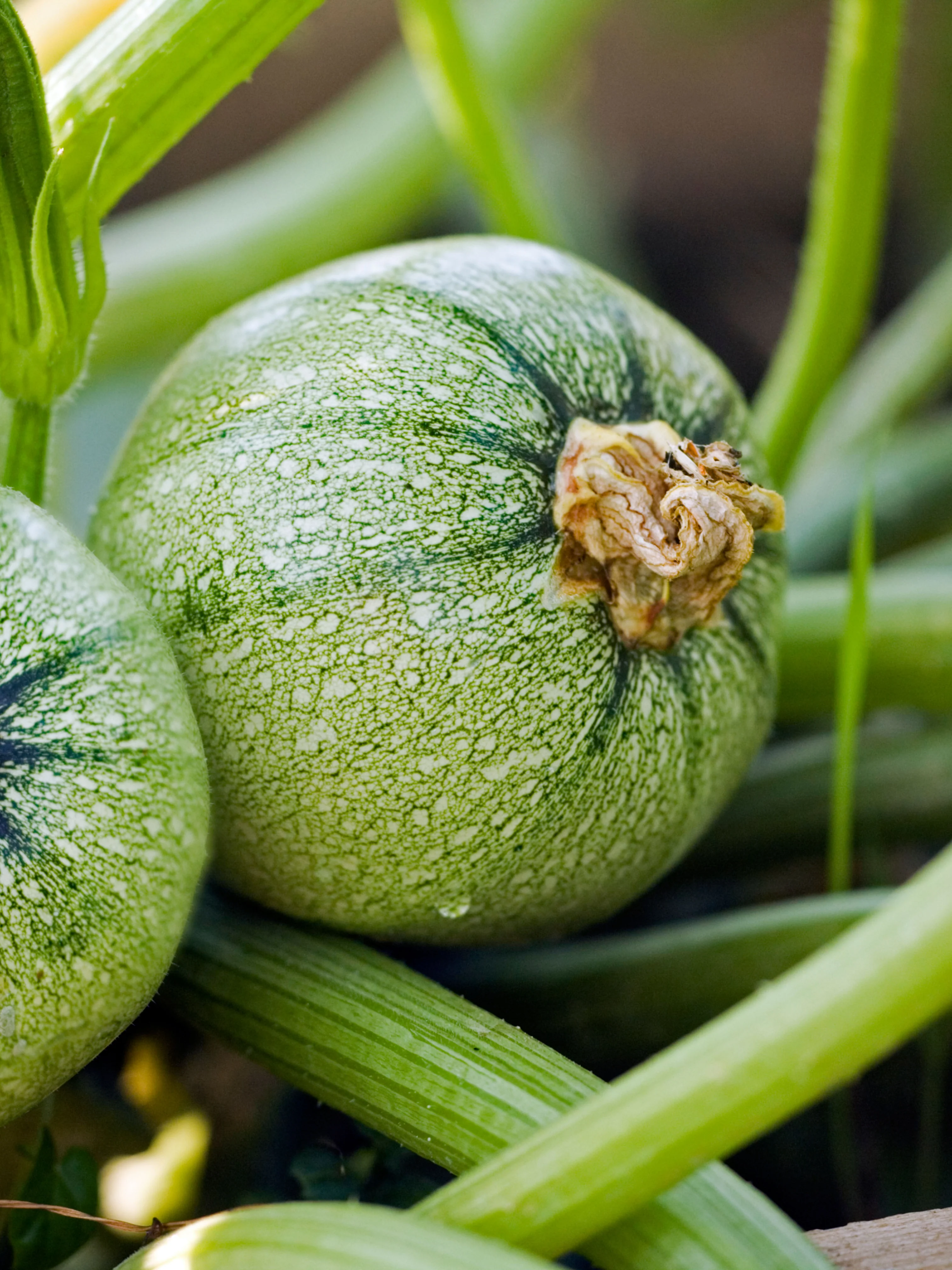 Courgette 'Ronde de Nice'