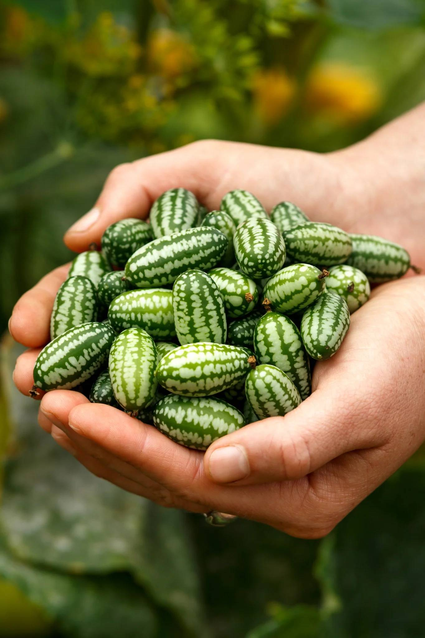 Plukpakket: Een biologische moestuin - Image 6