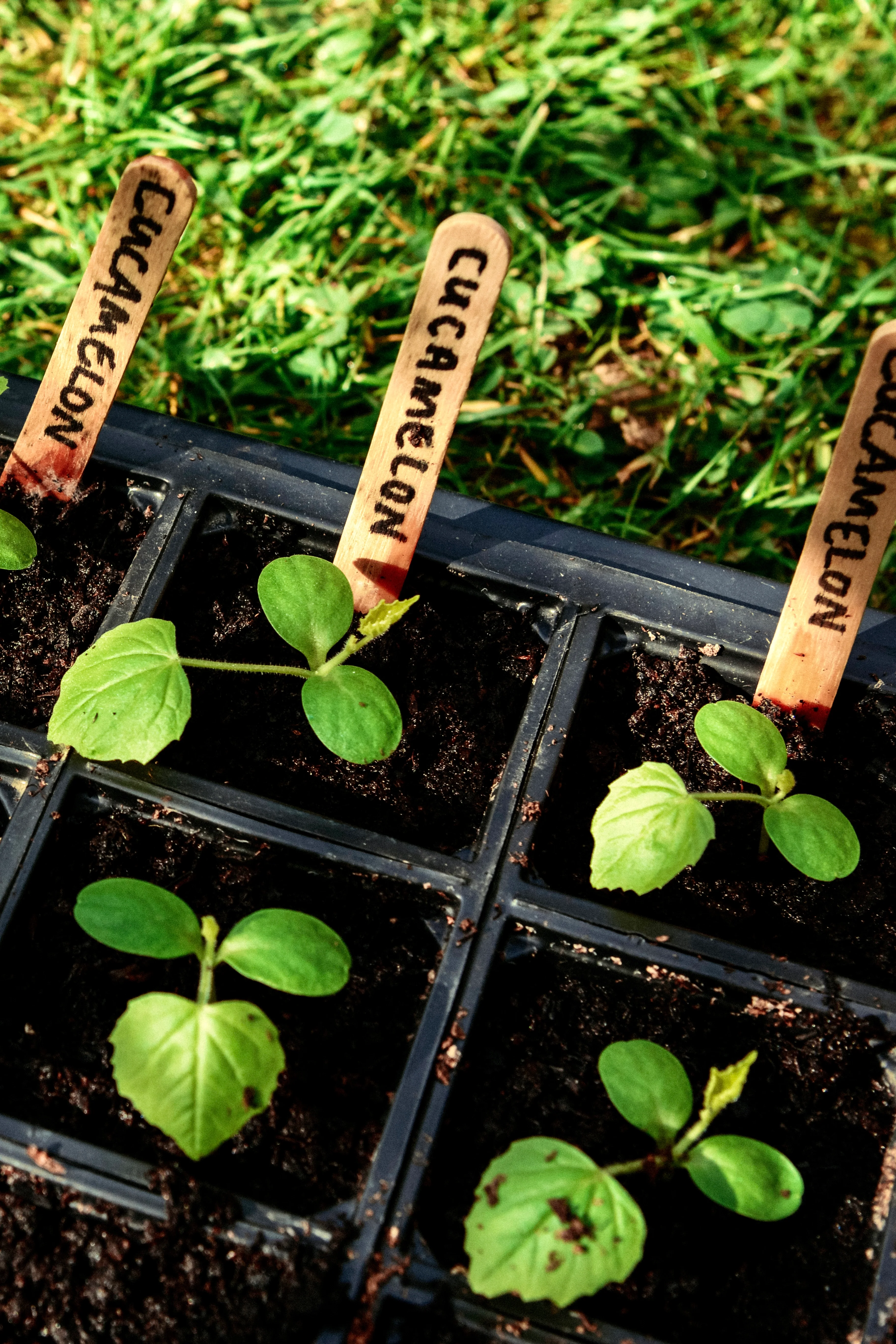 Cucamelon - Image 3