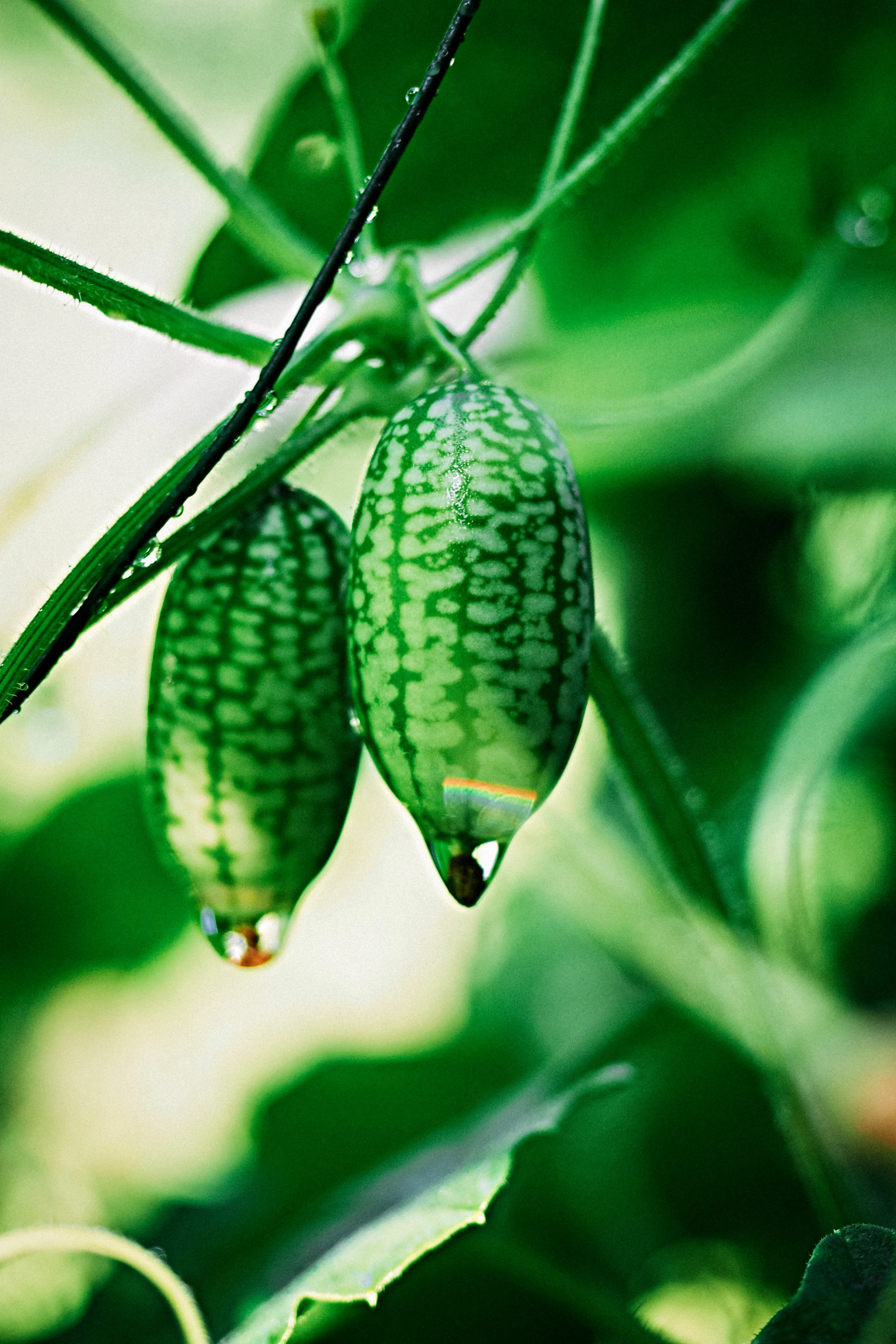 Cucamelon - Image 4