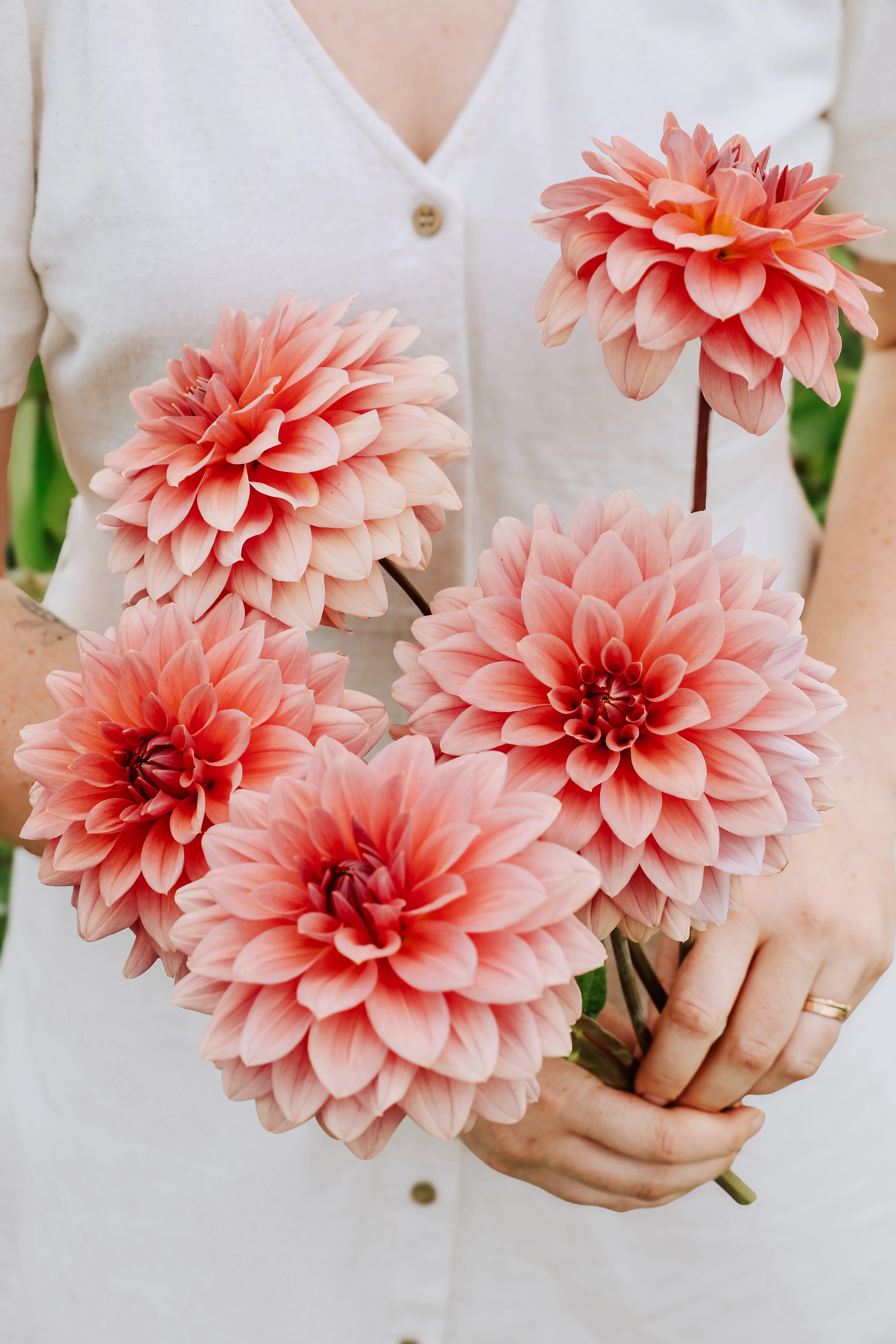 Dahlia 'Anne Claire'