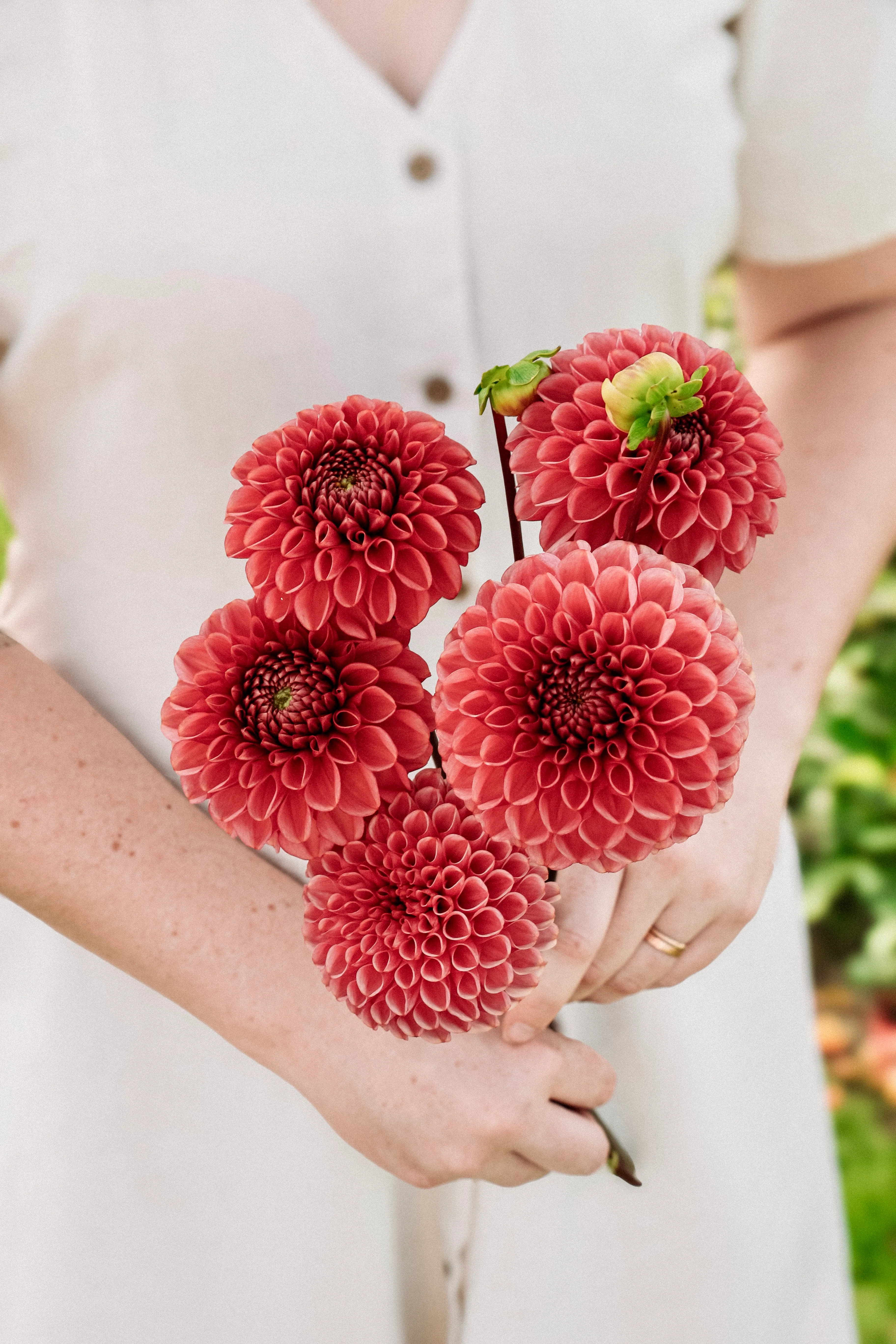 Dahlia 'Ariston'