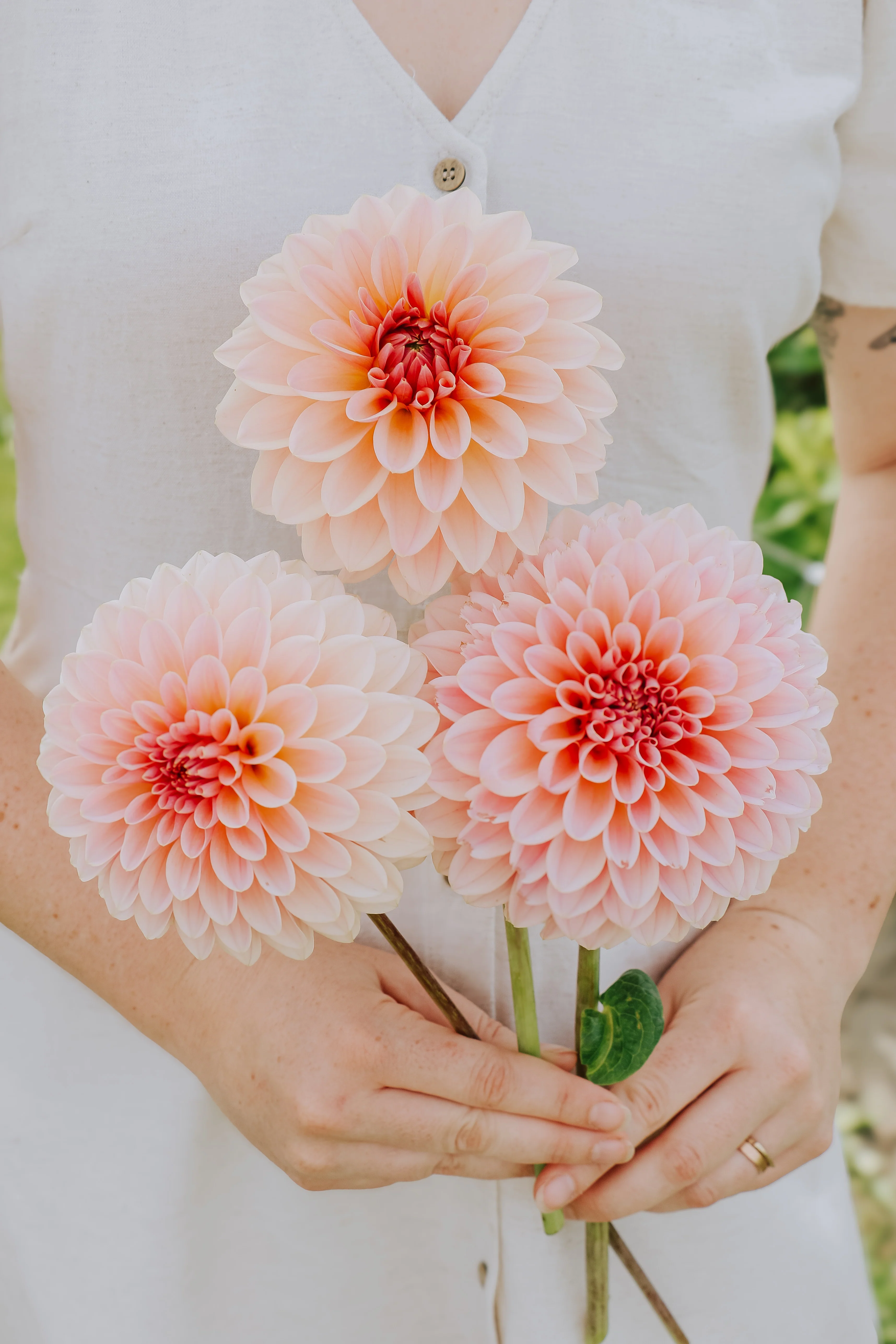 Dahlia 'Beauty Queen'