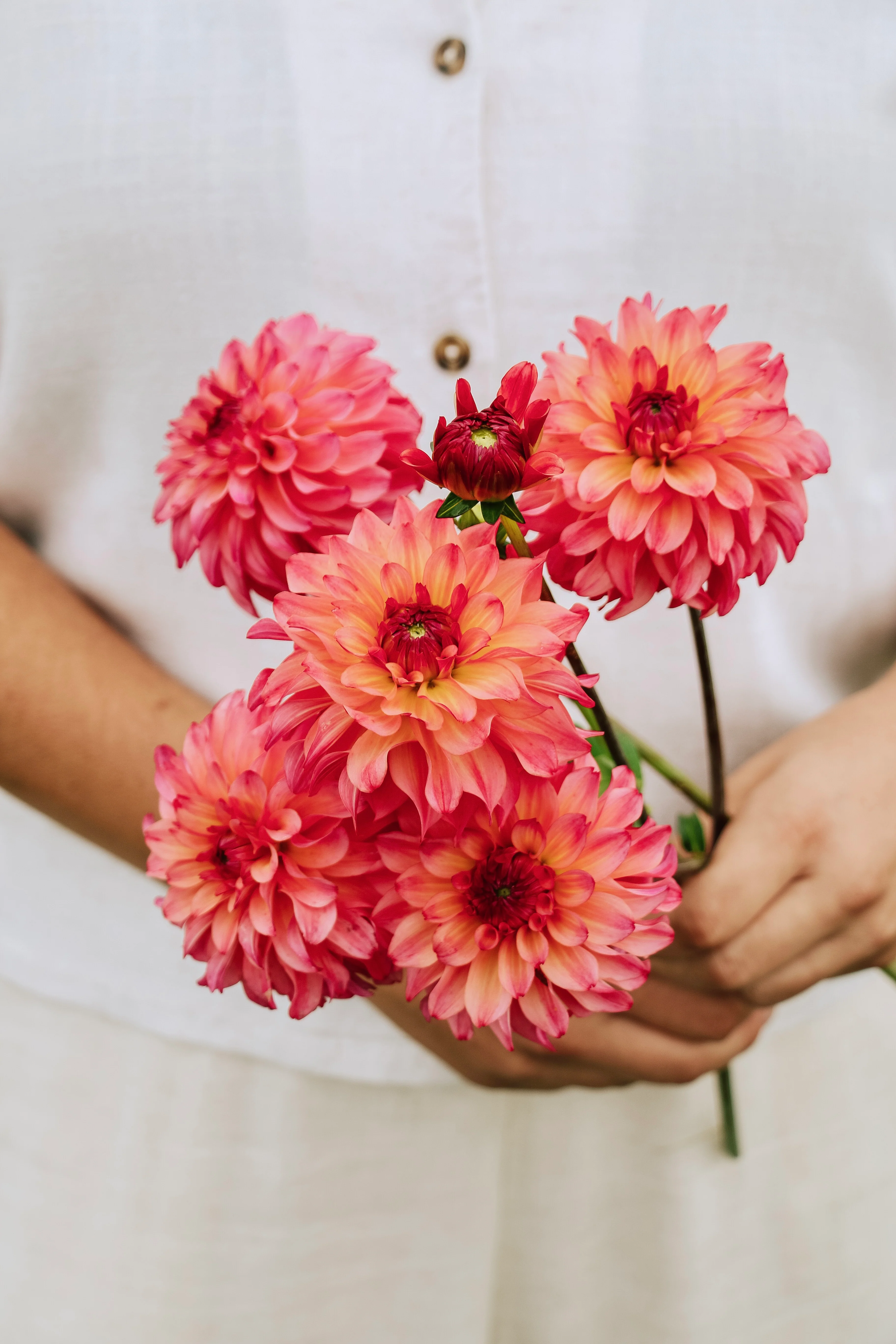 Dahlia 'Belfloor'