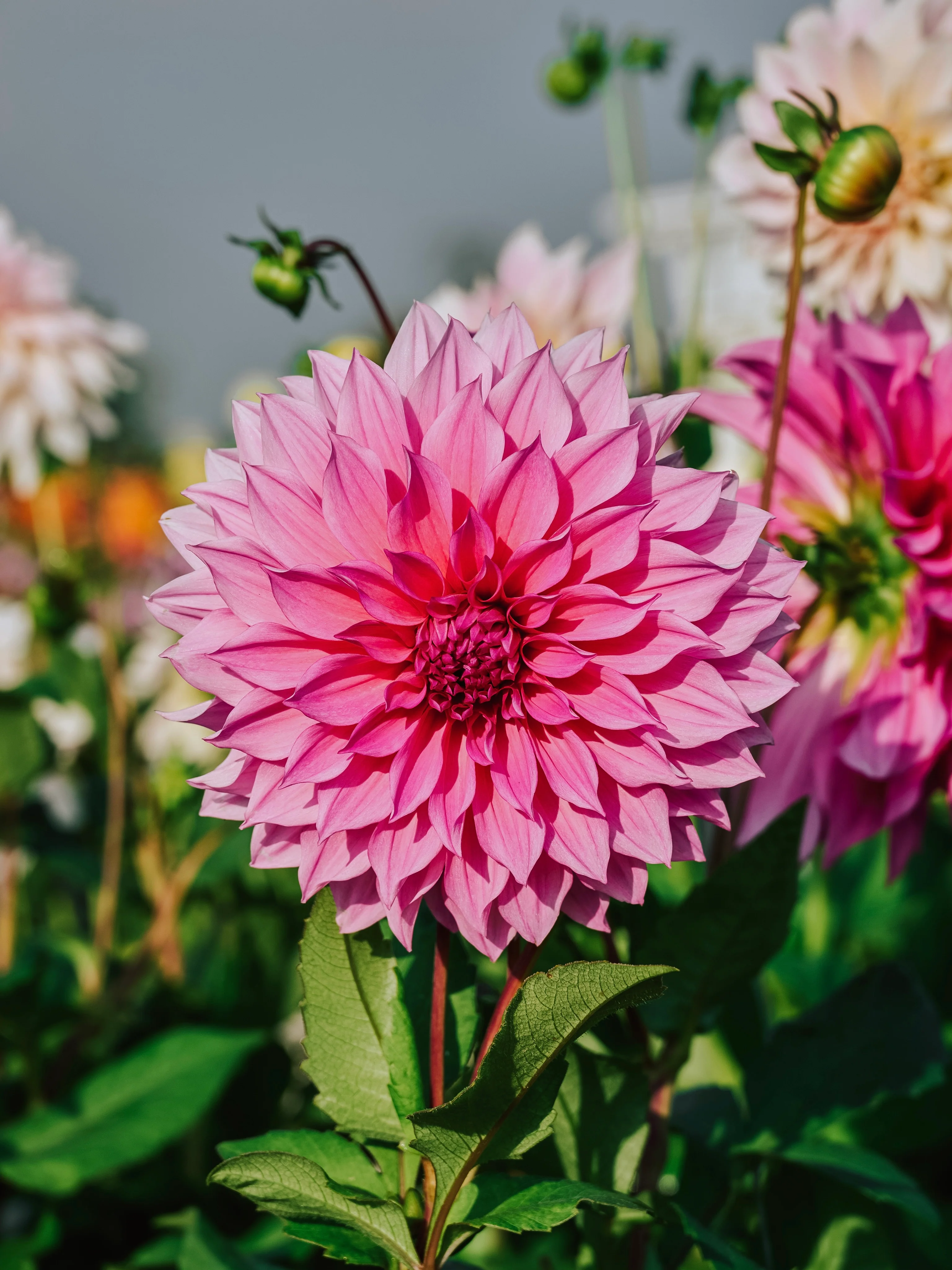Dahlia 'Café au Lait Rosé'