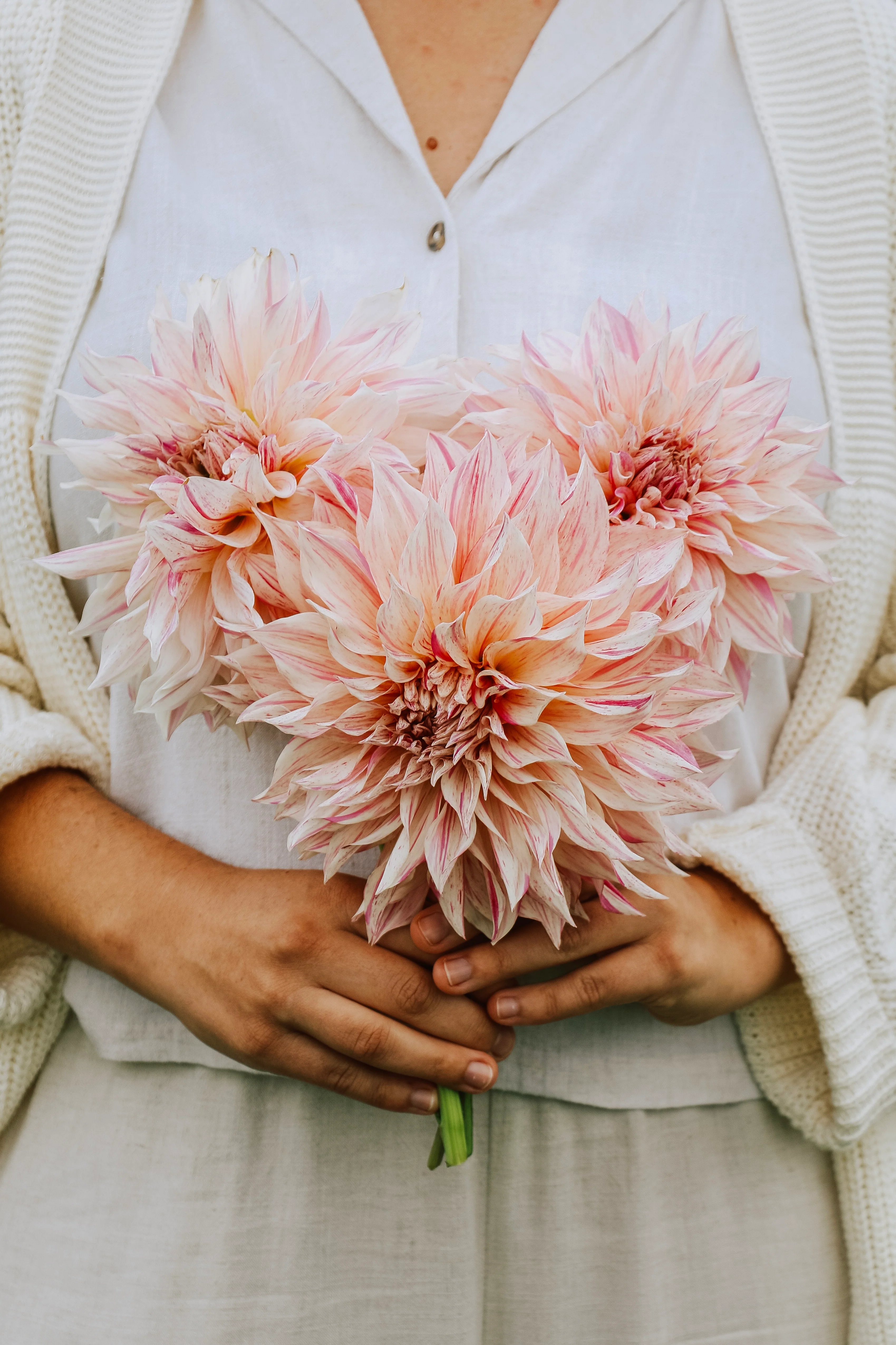 Dahlia 'Café au Lait Twist'