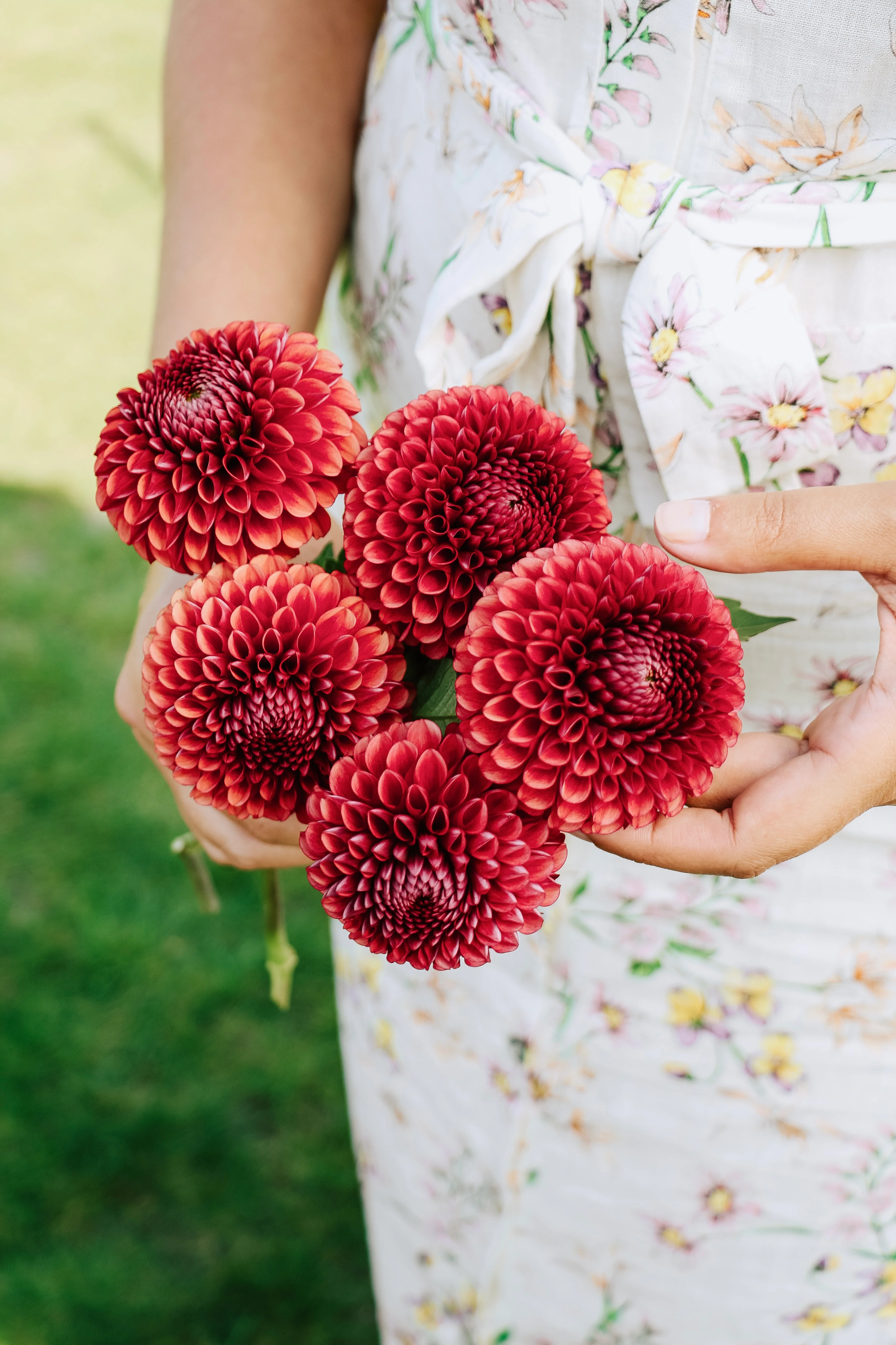 Dahlia 'Copper Boy'