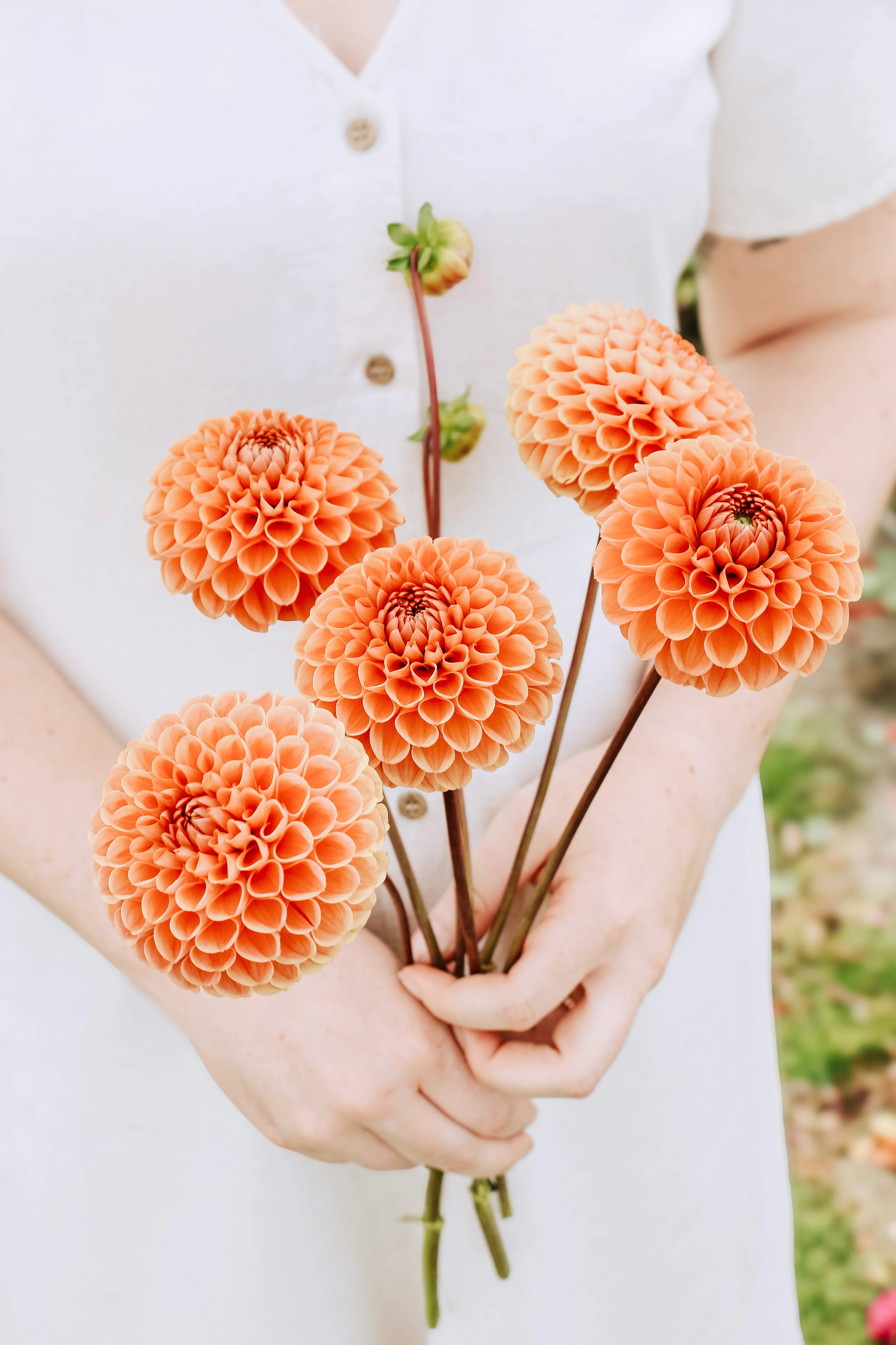 Dahlia 'Cornel Bronze'
