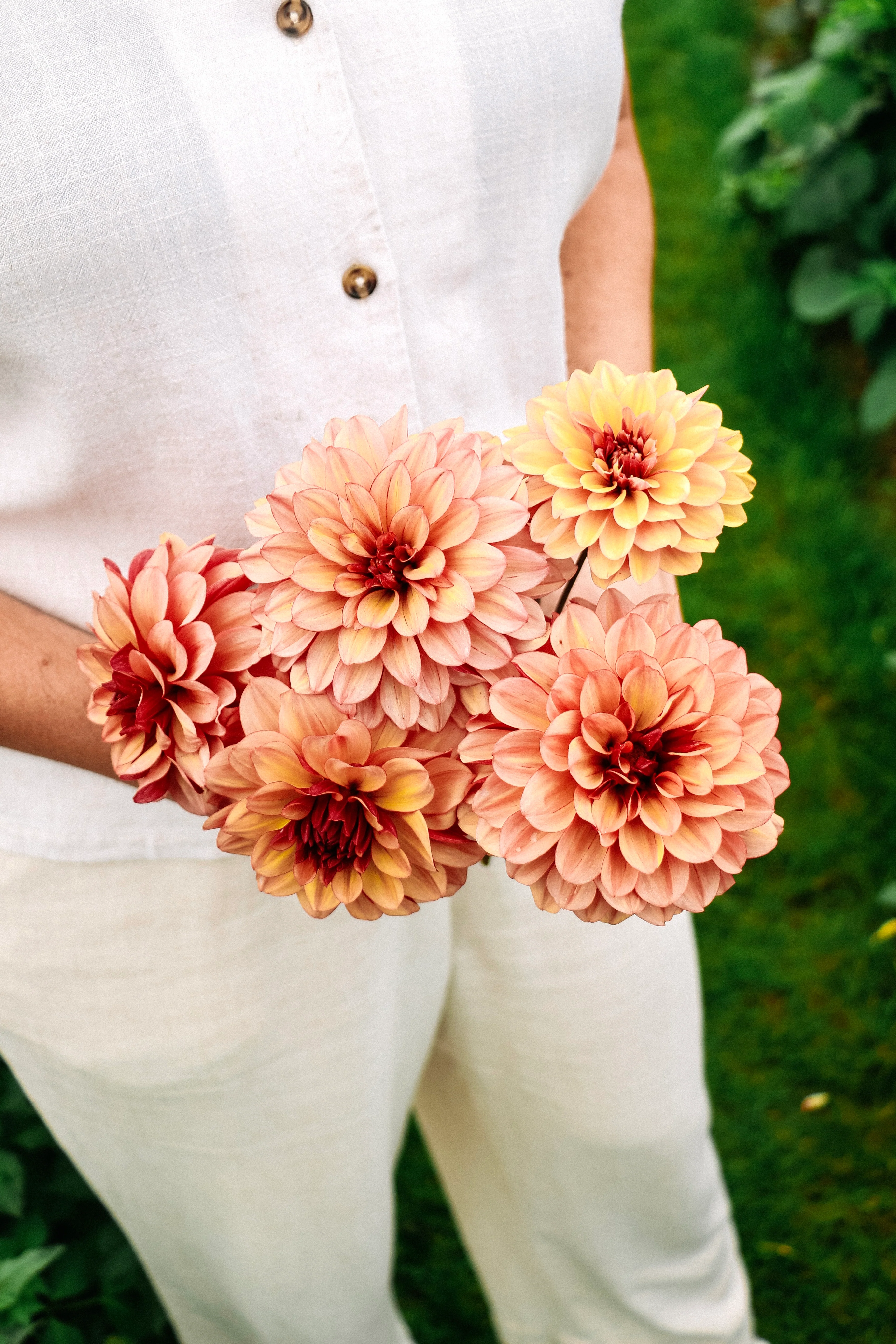 Dahlia 'Crème de Cognac'