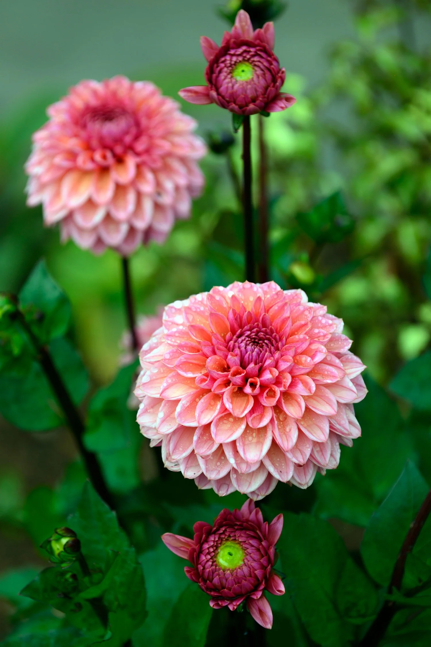 Dahlia 'Daisy Duke'
