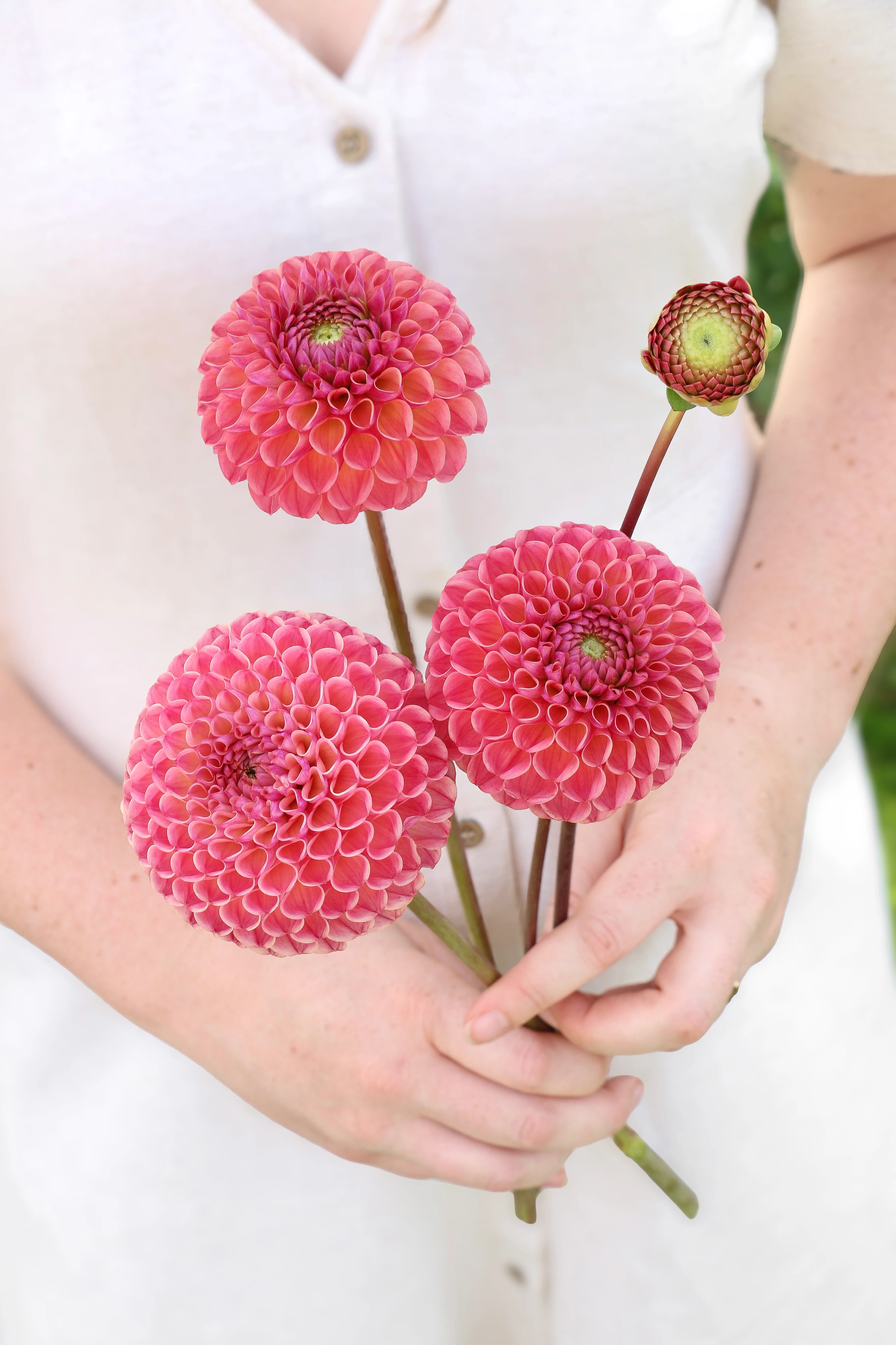 Dahlia 'Hapet Coppery'