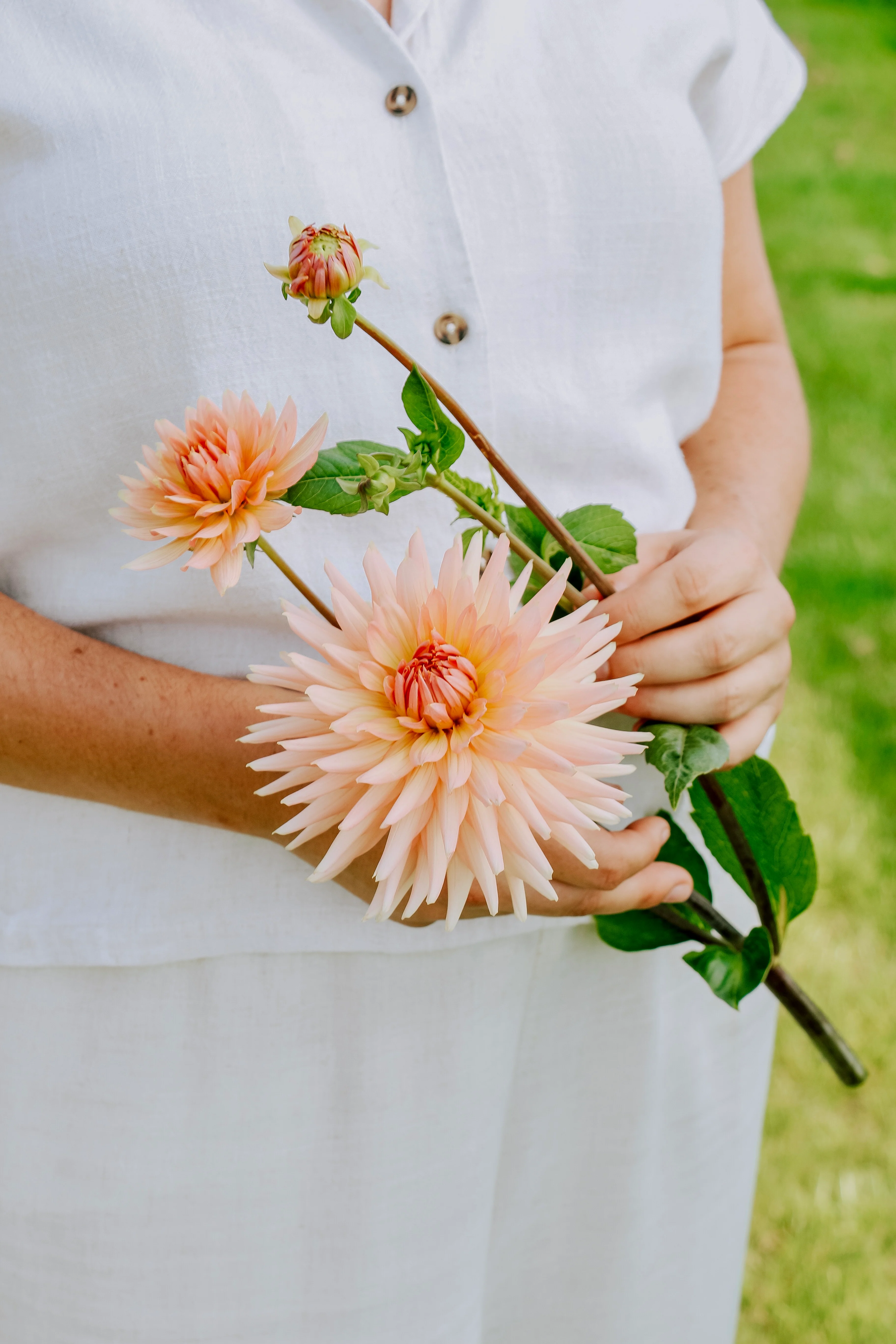 Dahlia 'Henriette'