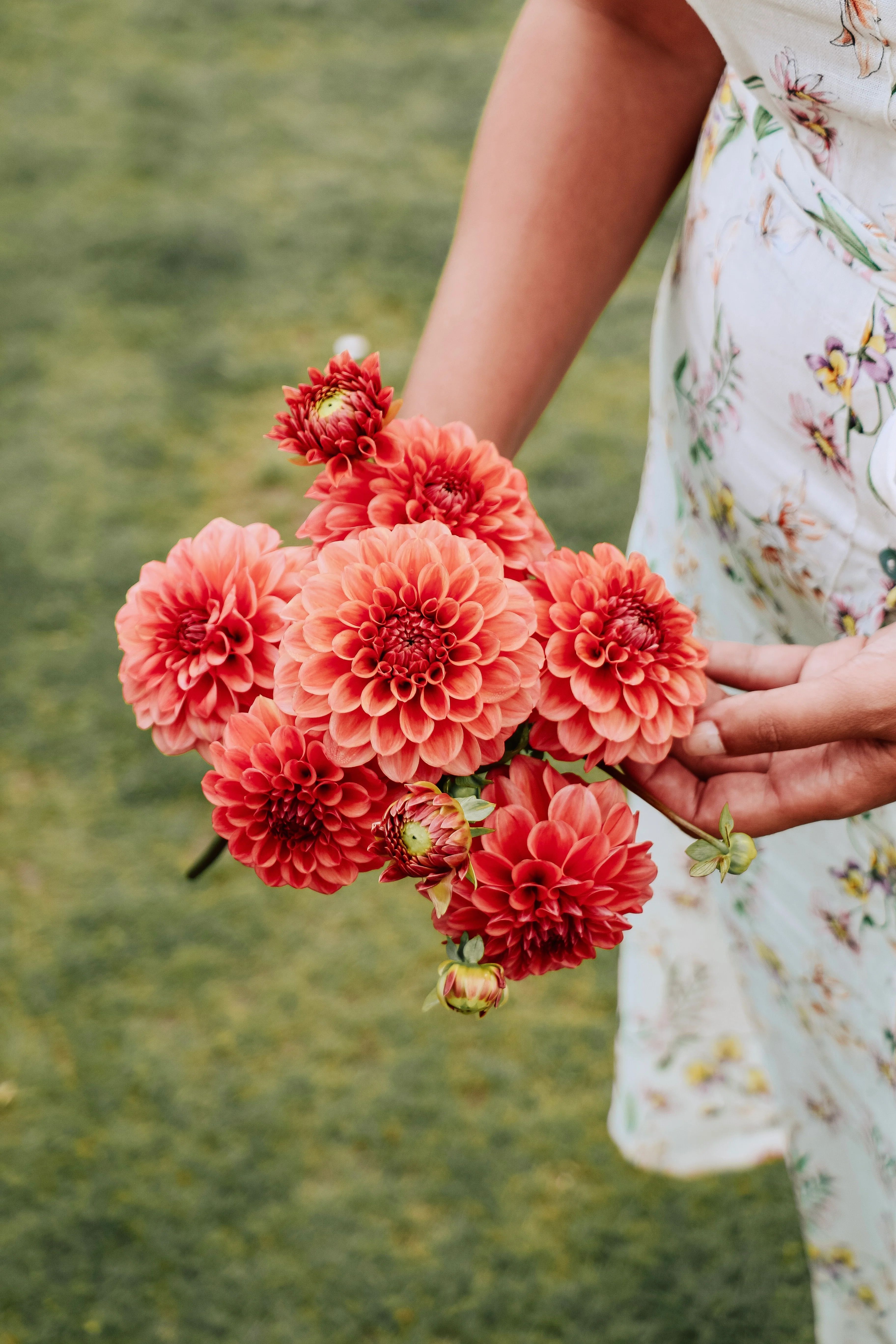 Dahlia 'Iced Tea'