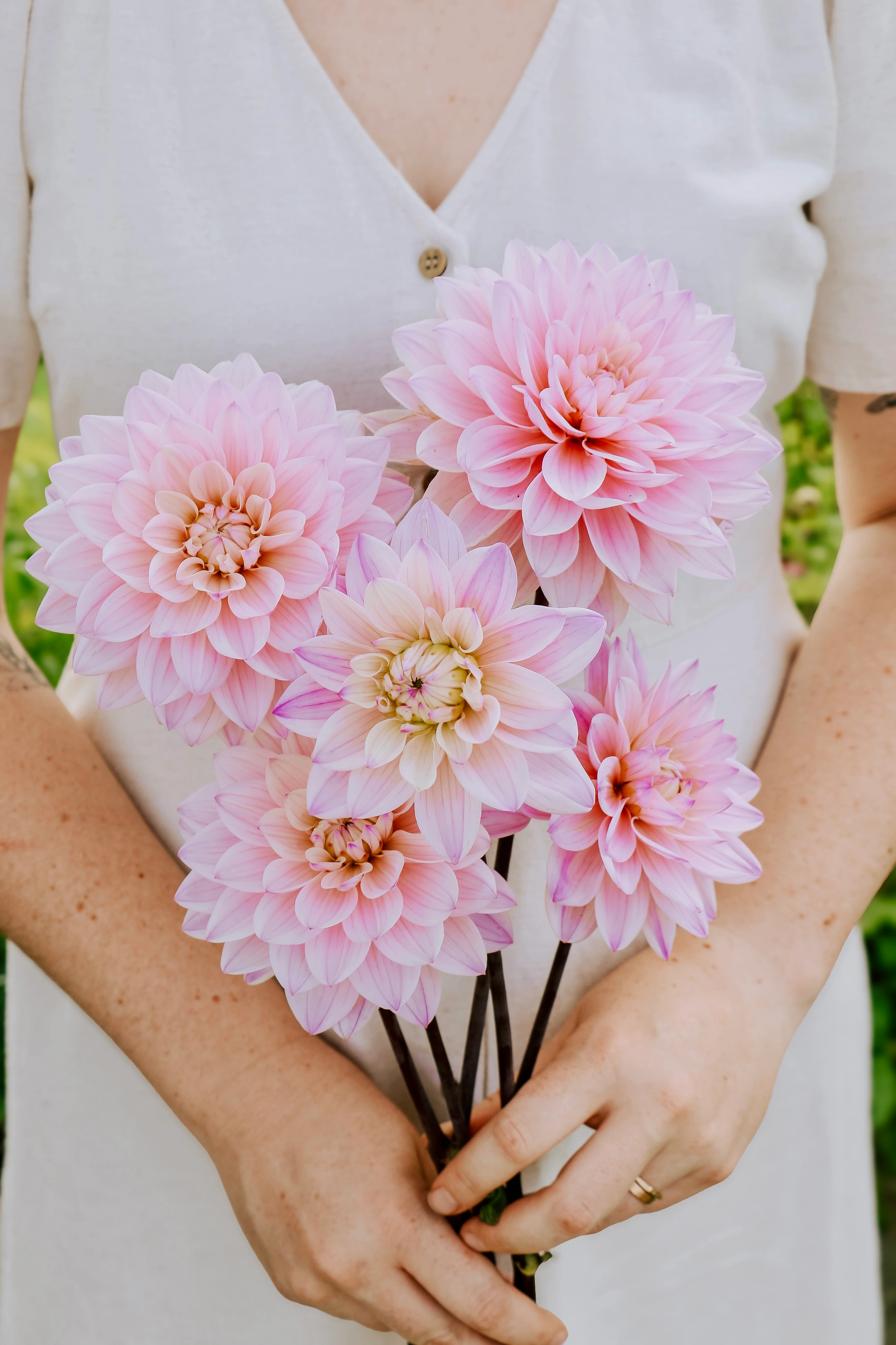 Dahlia 'Karma Prospero'