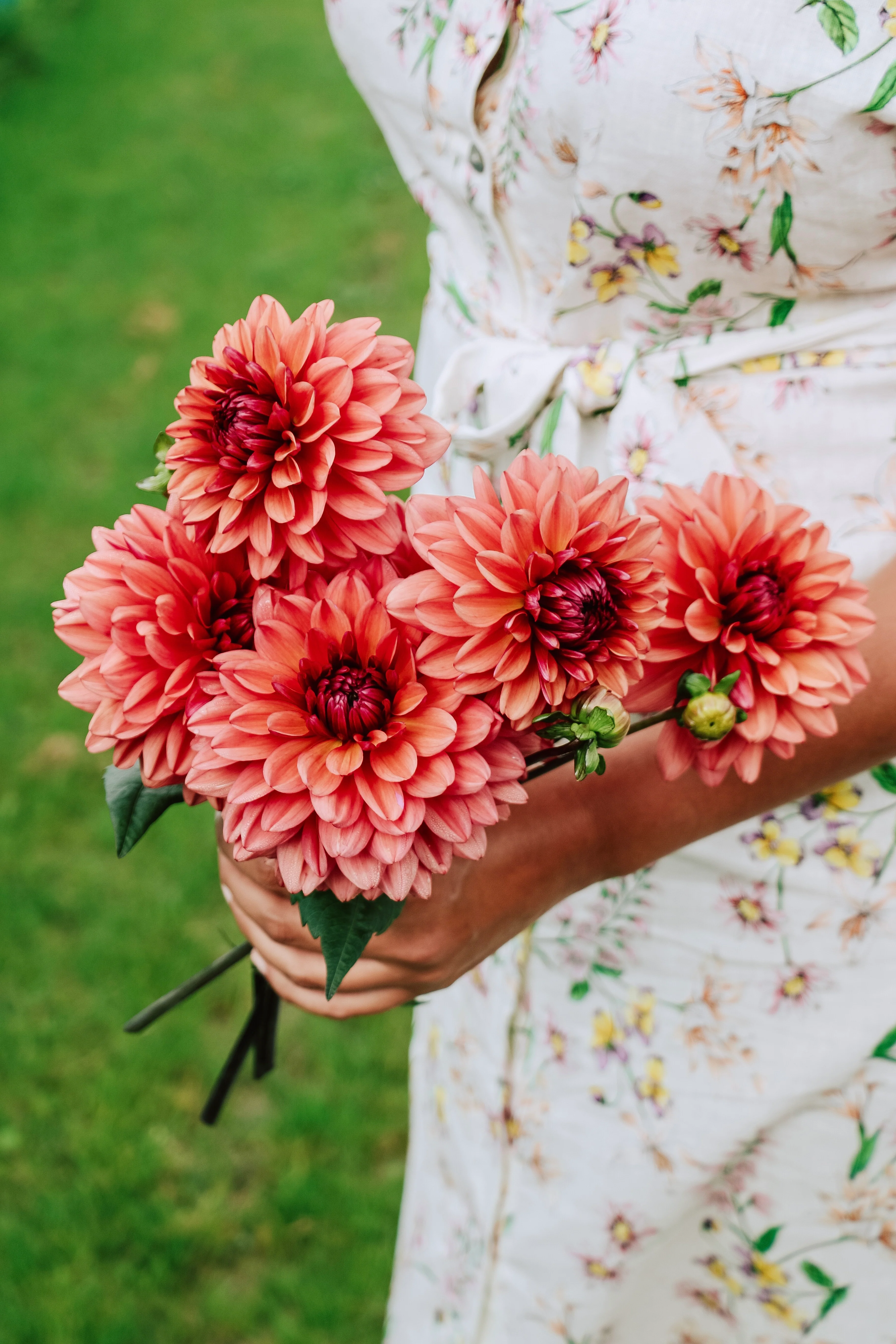 Dahlia 'Klara Zak'