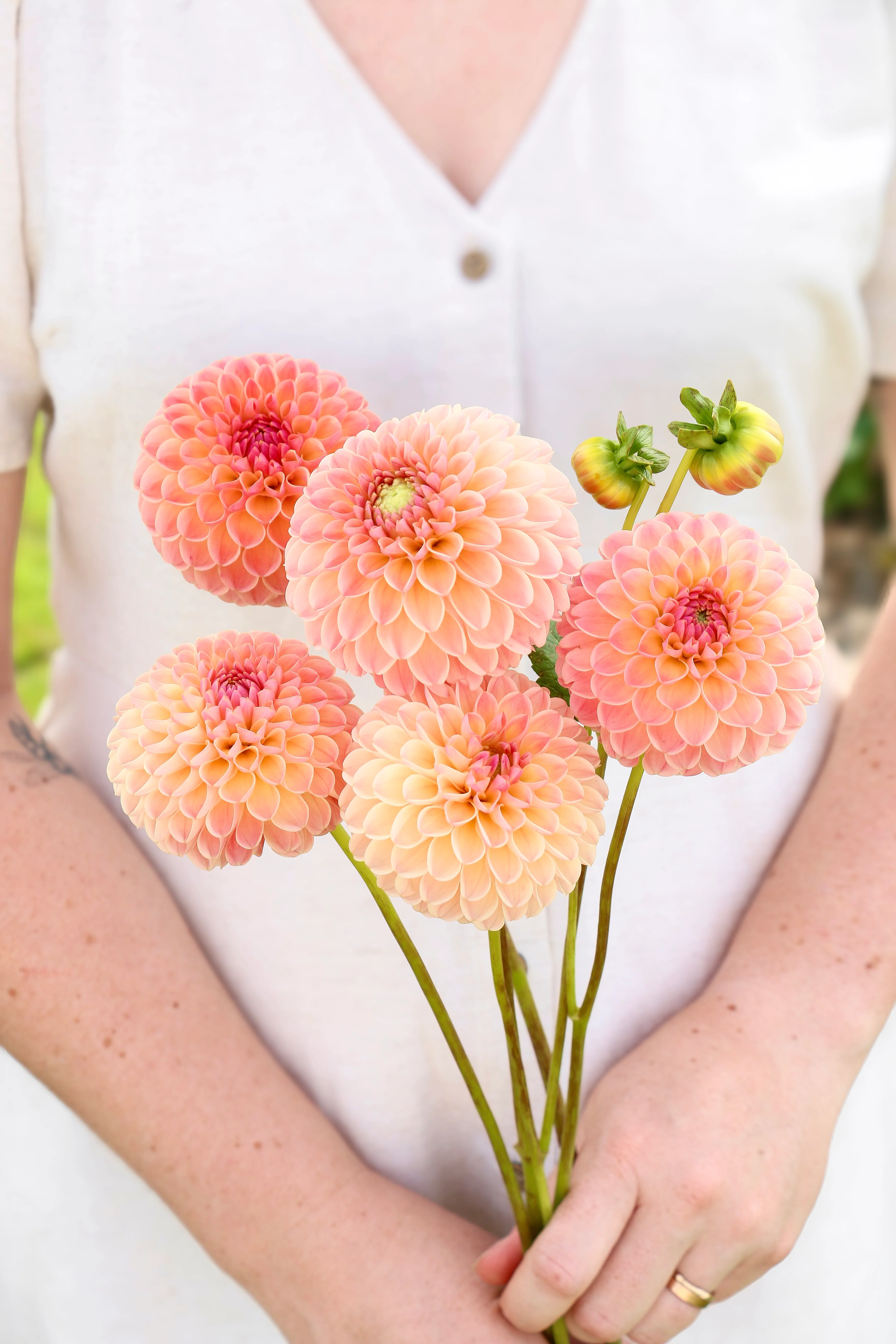 Dahlia 'L.A.T.E.'