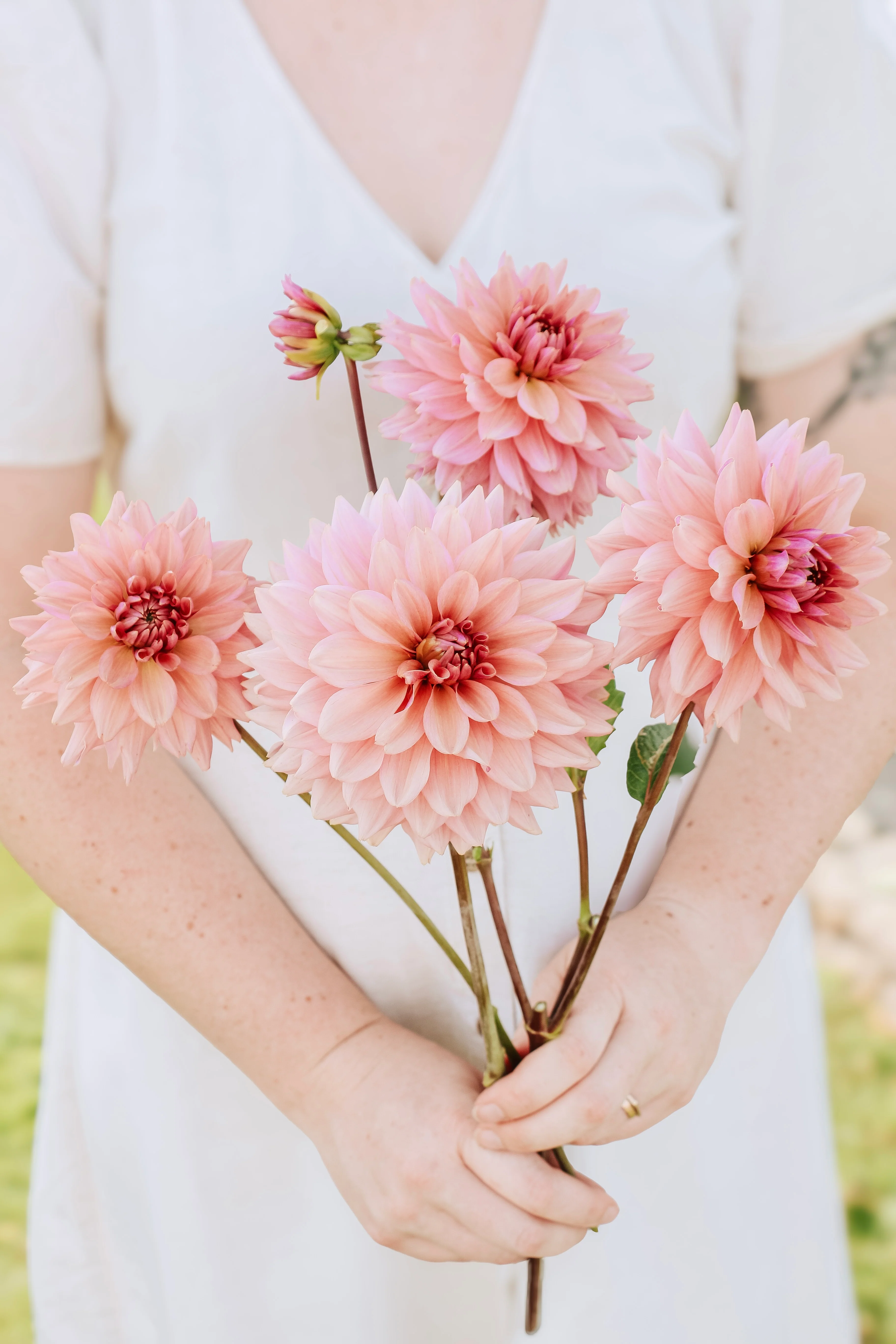 Dahlia 'La Belle Epoque'