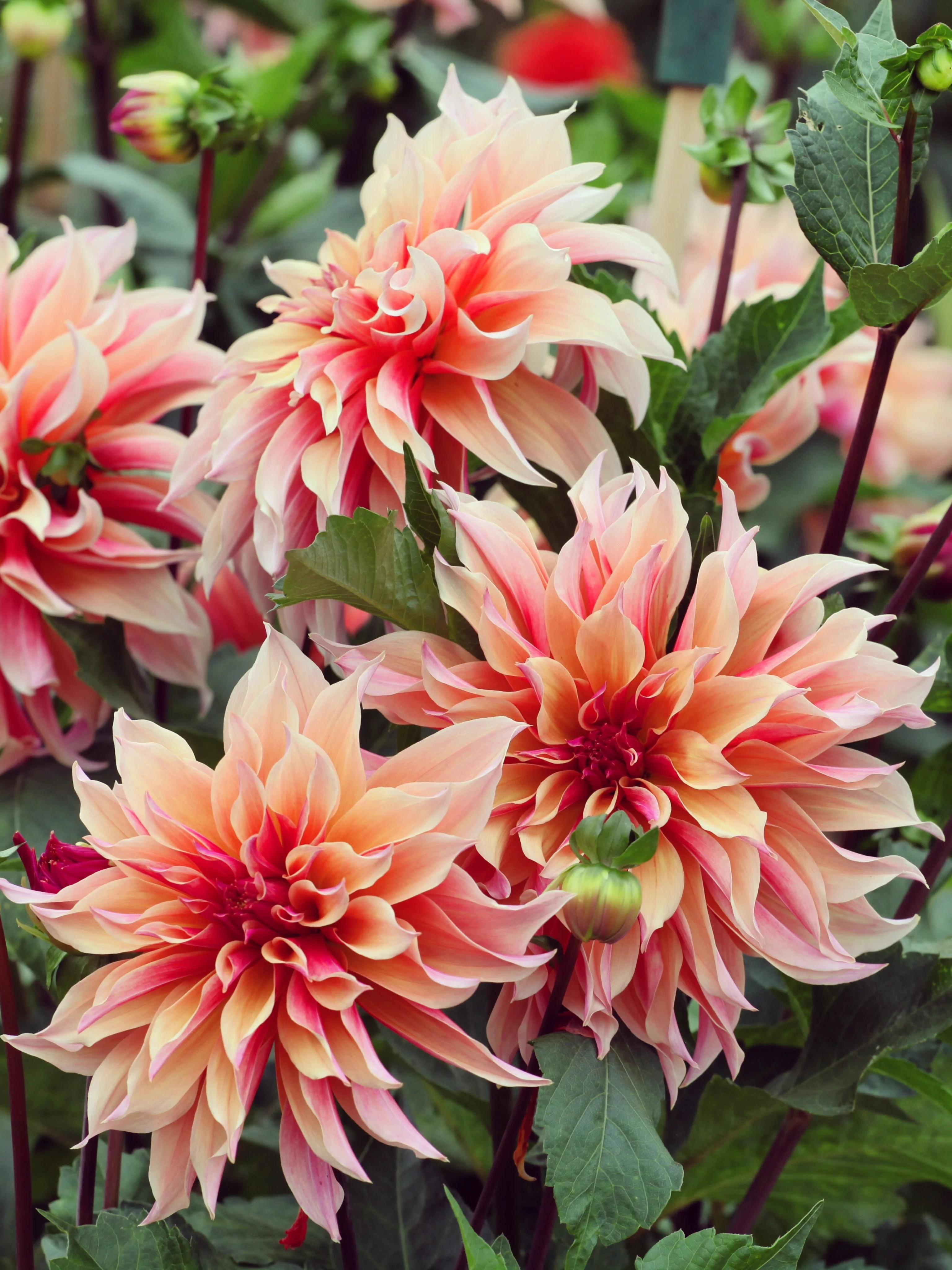 Dahlia 'Labyrinth'