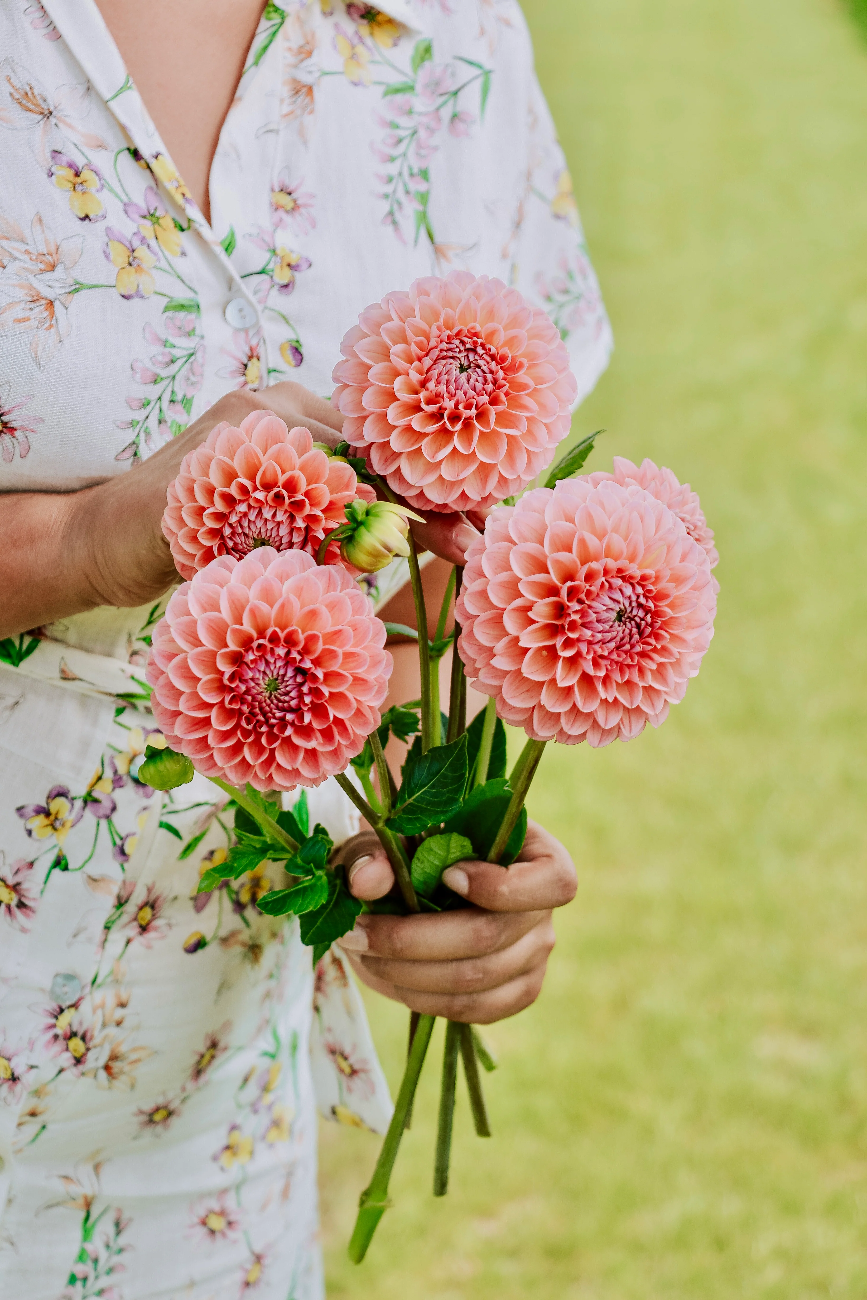 Dahlia 'Linda's Baby'