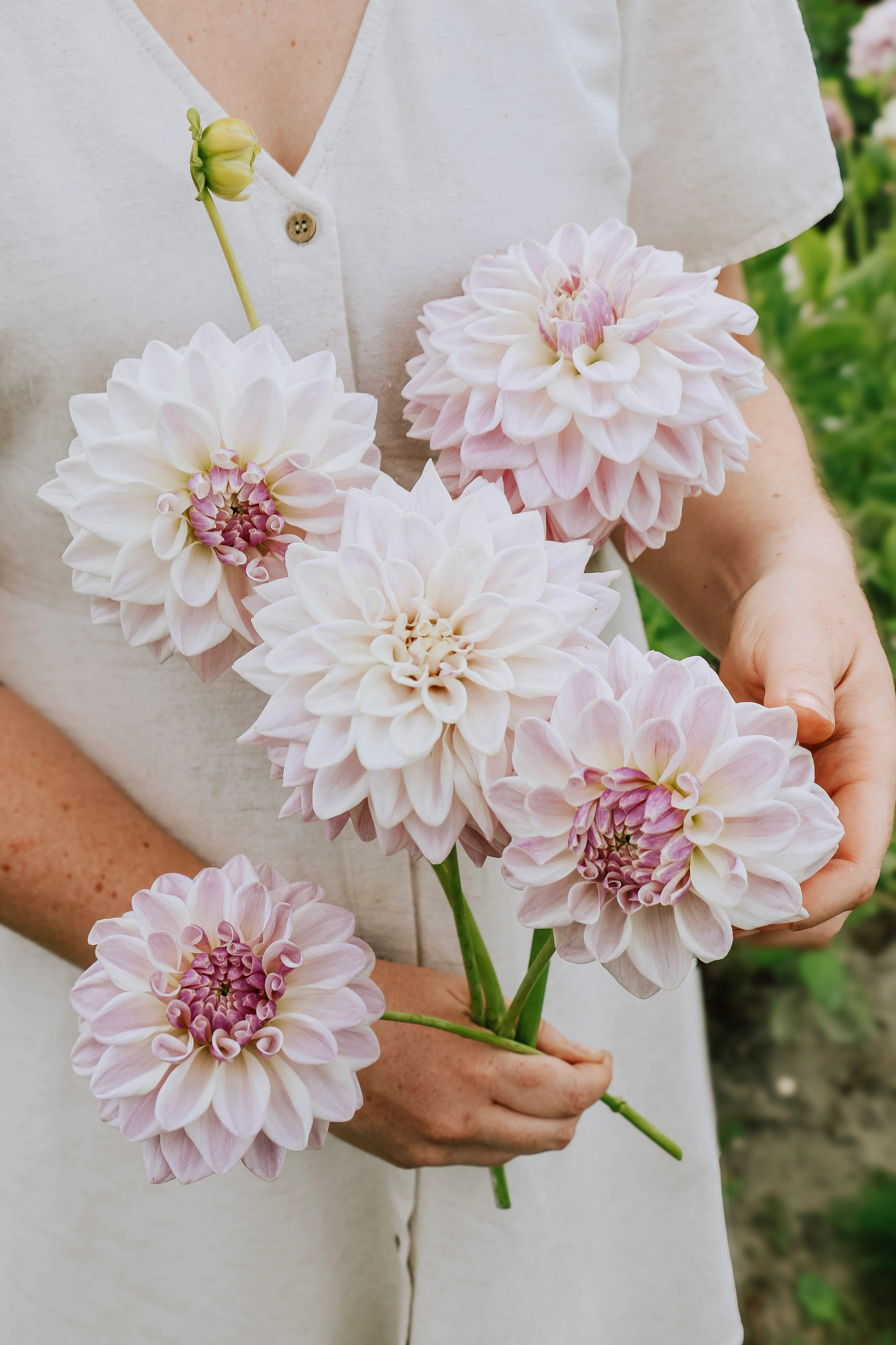 Dahlia 'Mama Mia'