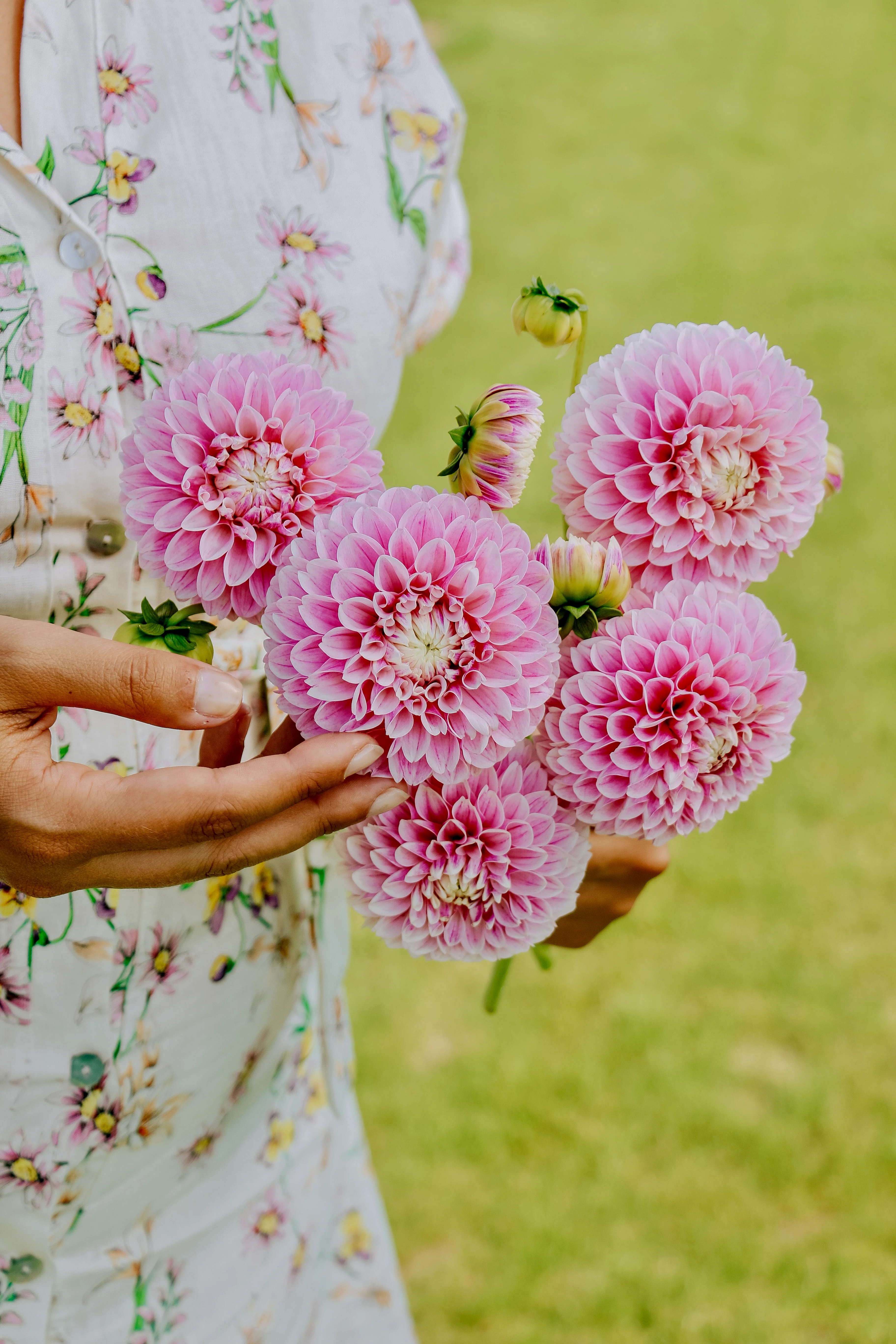 Dahlia 'Marshmallow Baby'
